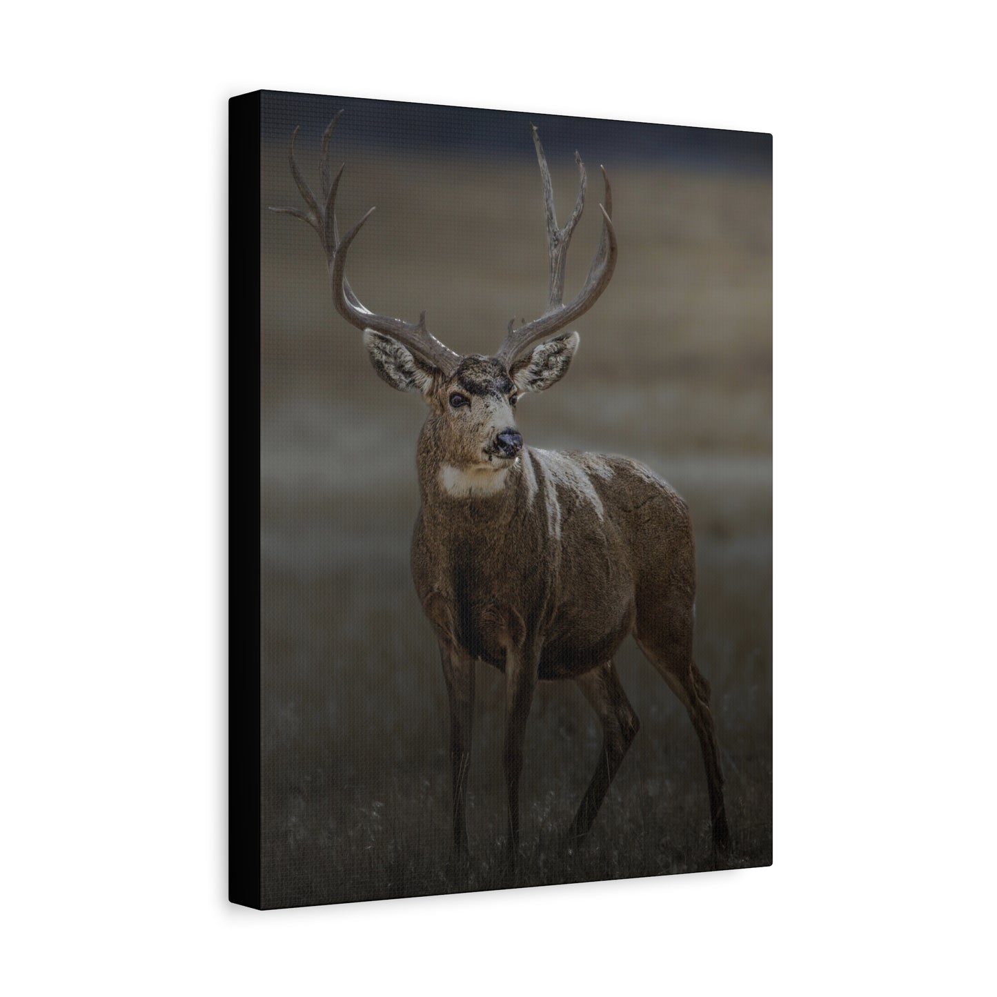 MORNING MULEY MULE DEER BUCK STRETCHED CANVAS PRINT