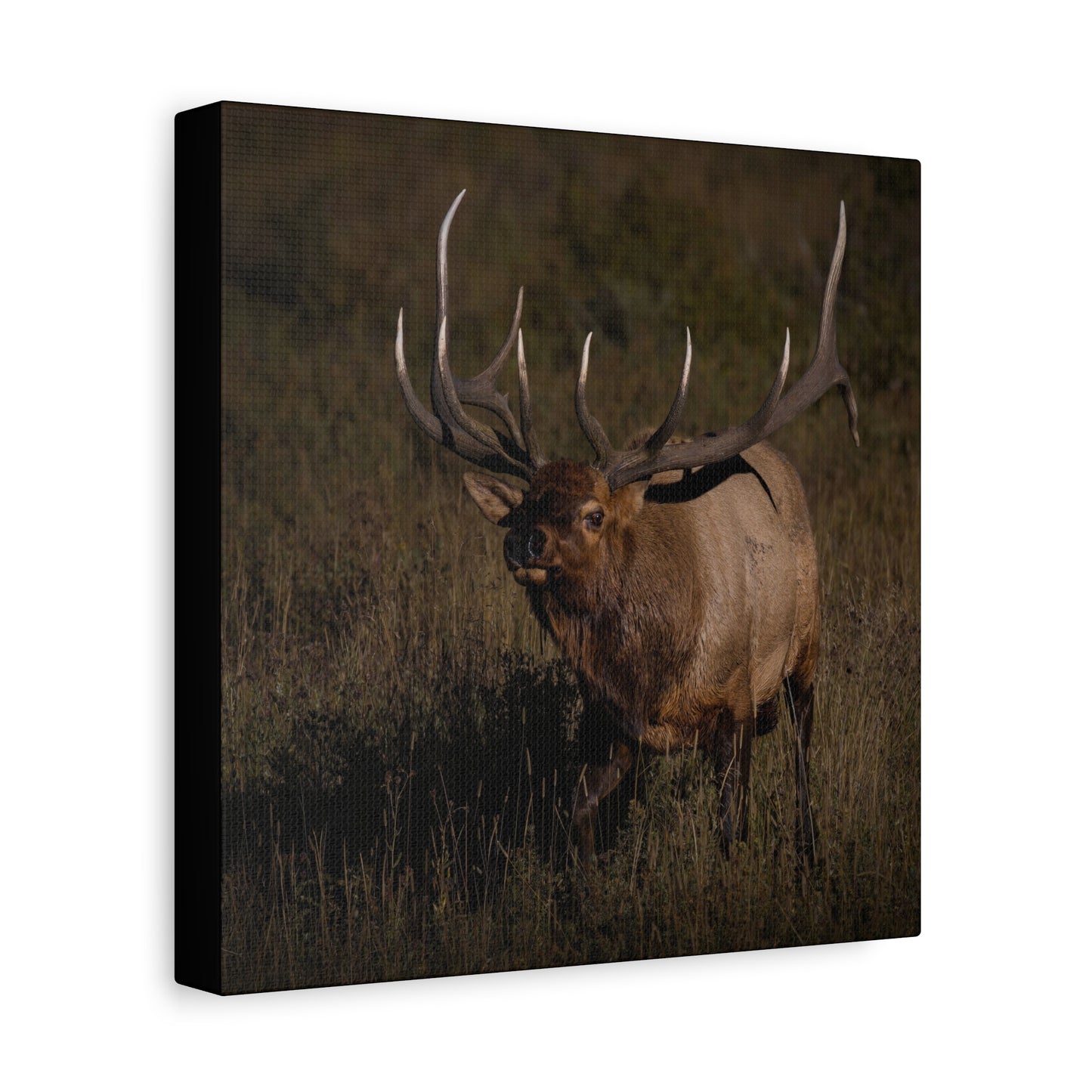 LAID BACK BULL ELK STRETCHED CANVAS PRINT