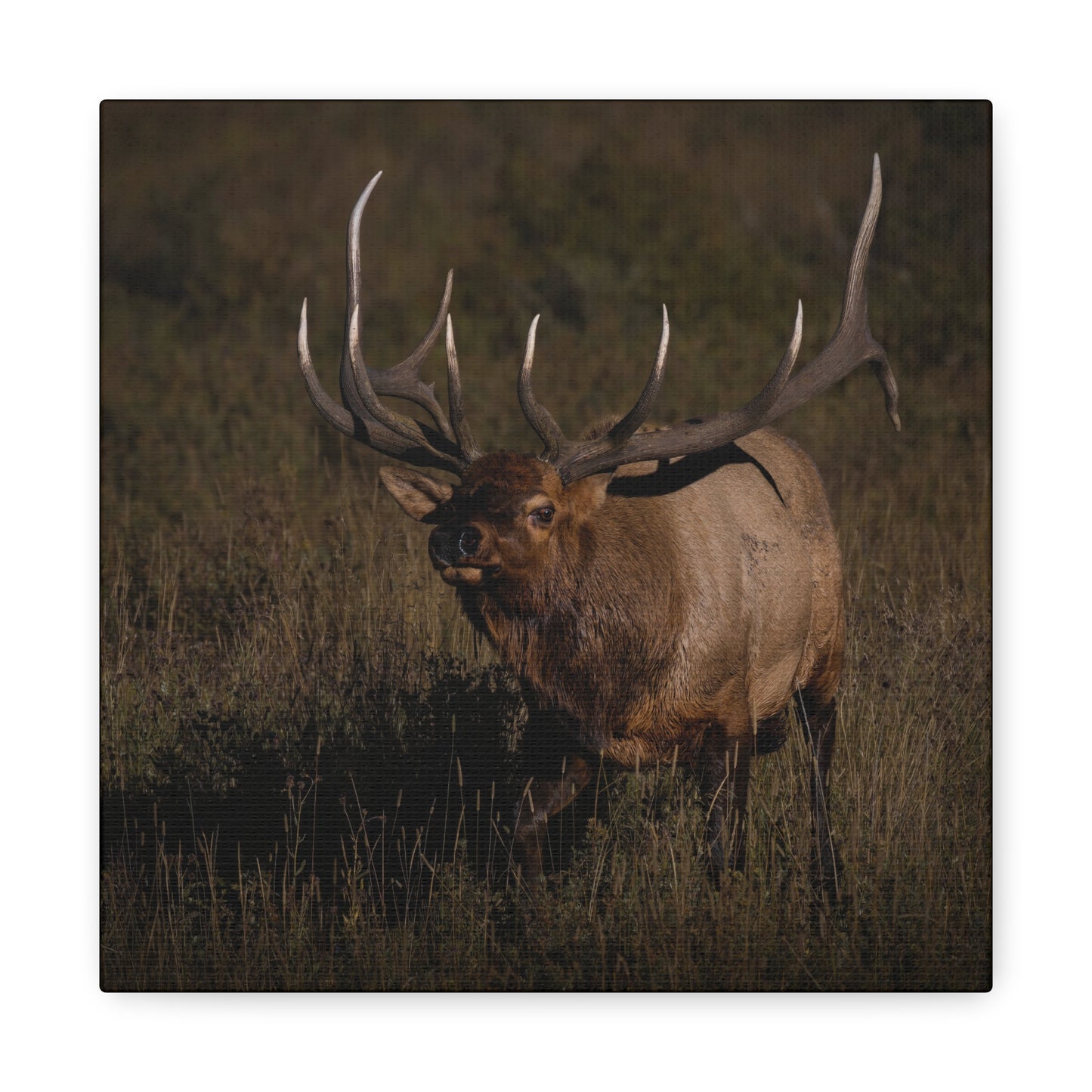 LAID BACK BULL ELK STRETCHED CANVAS PRINT