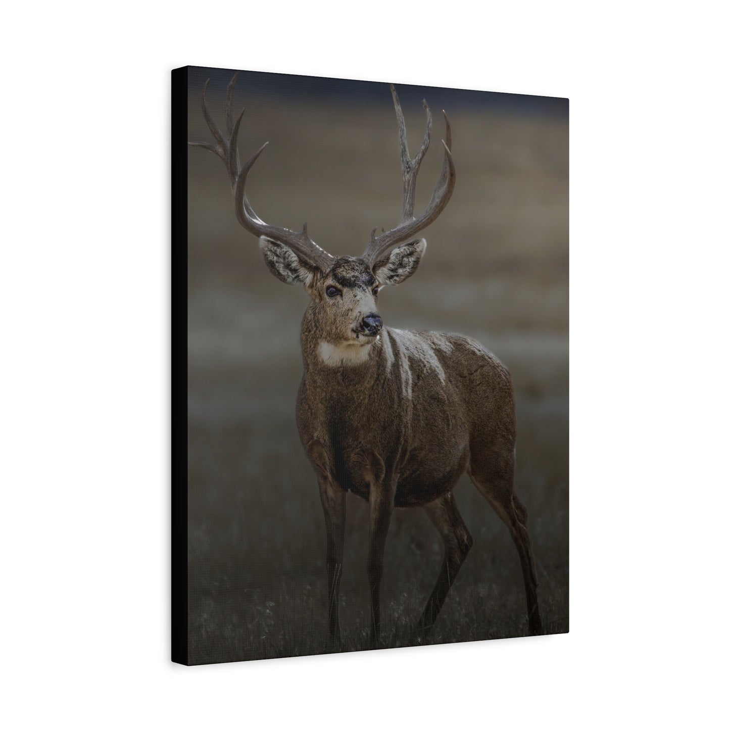 MORNING MULEY MULE DEER BUCK STRETCHED CANVAS PRINT
