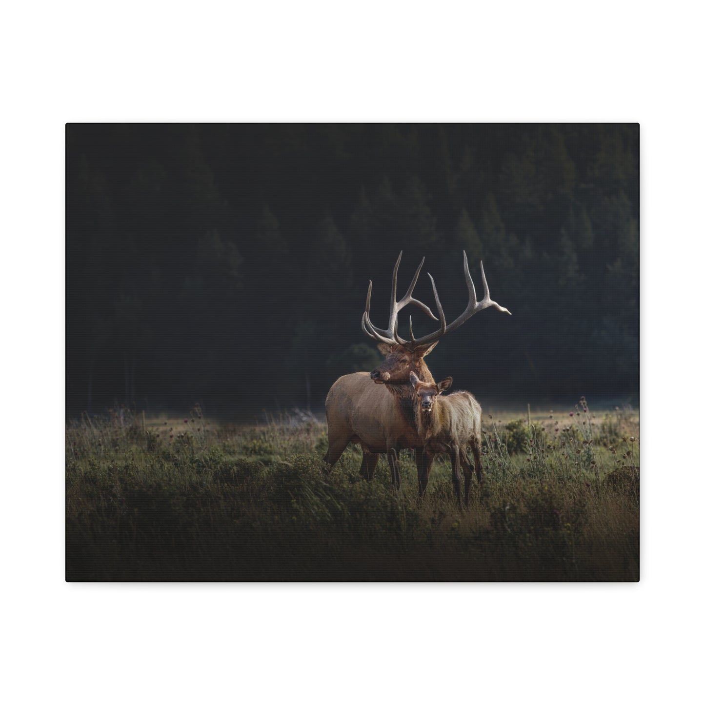 GENERATIONS BULL ELK STRETCHED CANVAS PRINT