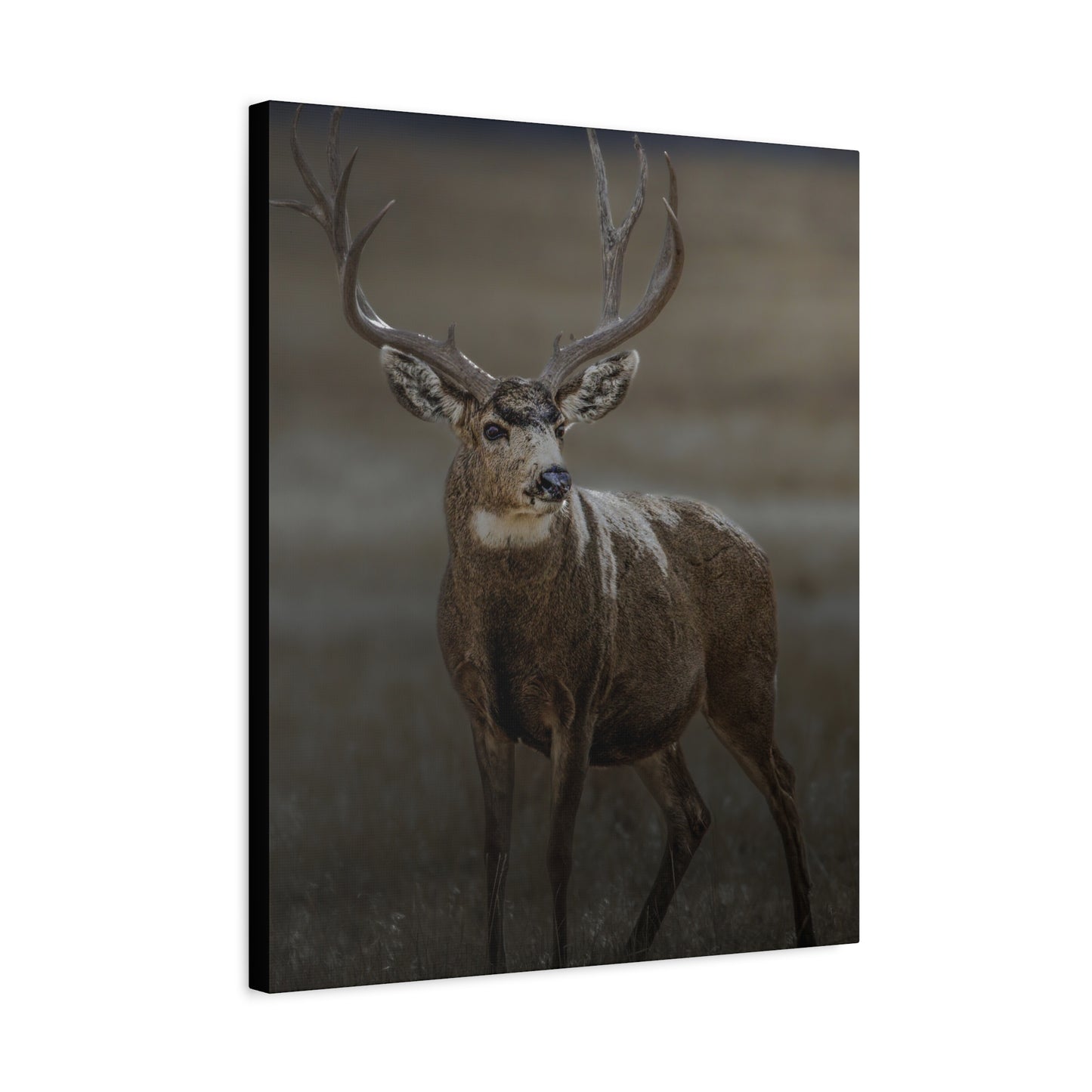 MORNING MULEY MULE DEER BUCK STRETCHED CANVAS PRINT