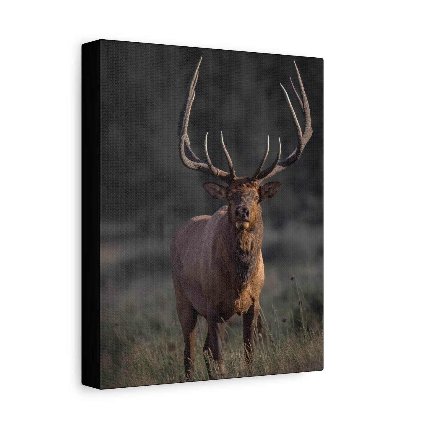 ATTENTION GETTER BULL ELK STRETCHED CANVAS PRINT
