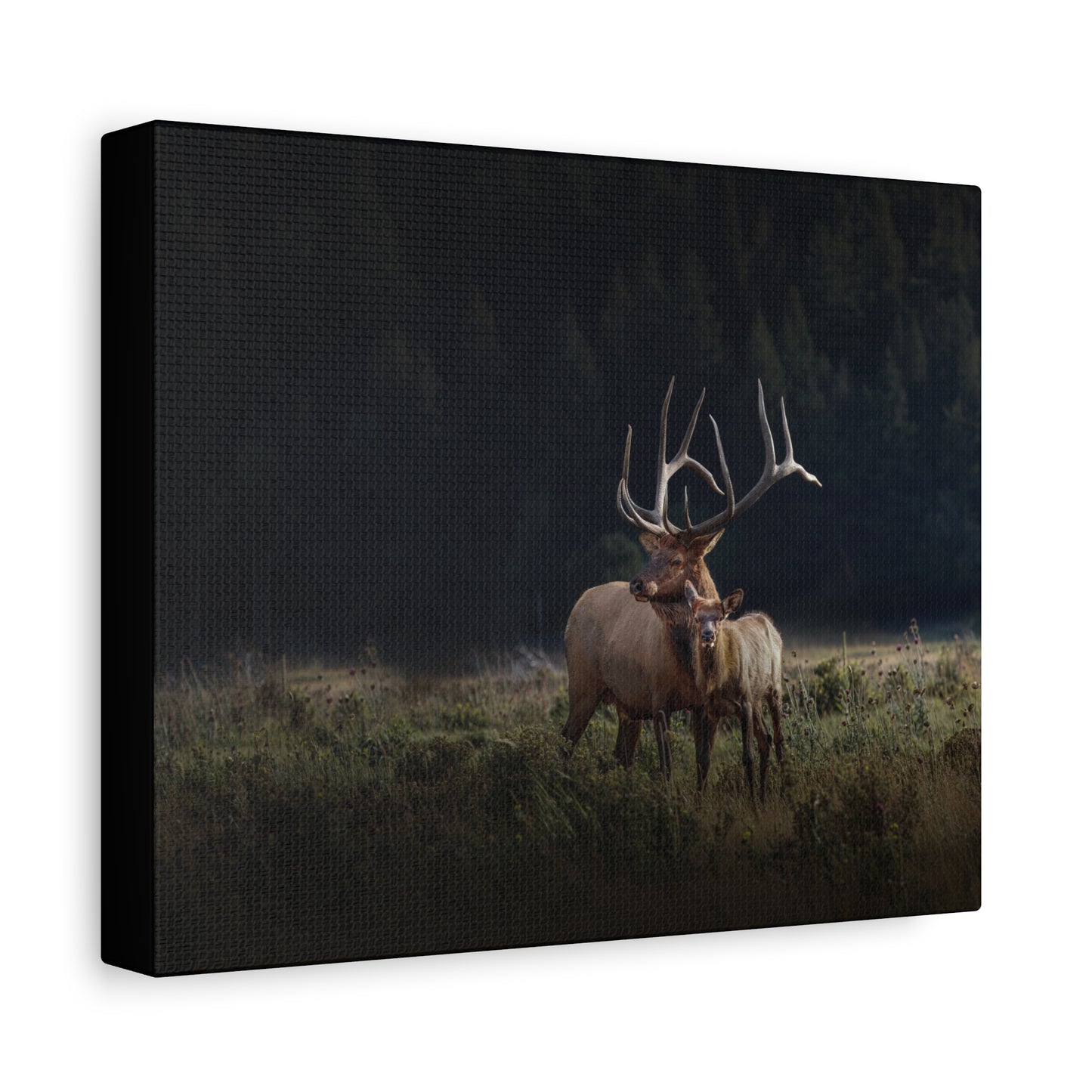 GENERATIONS BULL ELK STRETCHED CANVAS PRINT