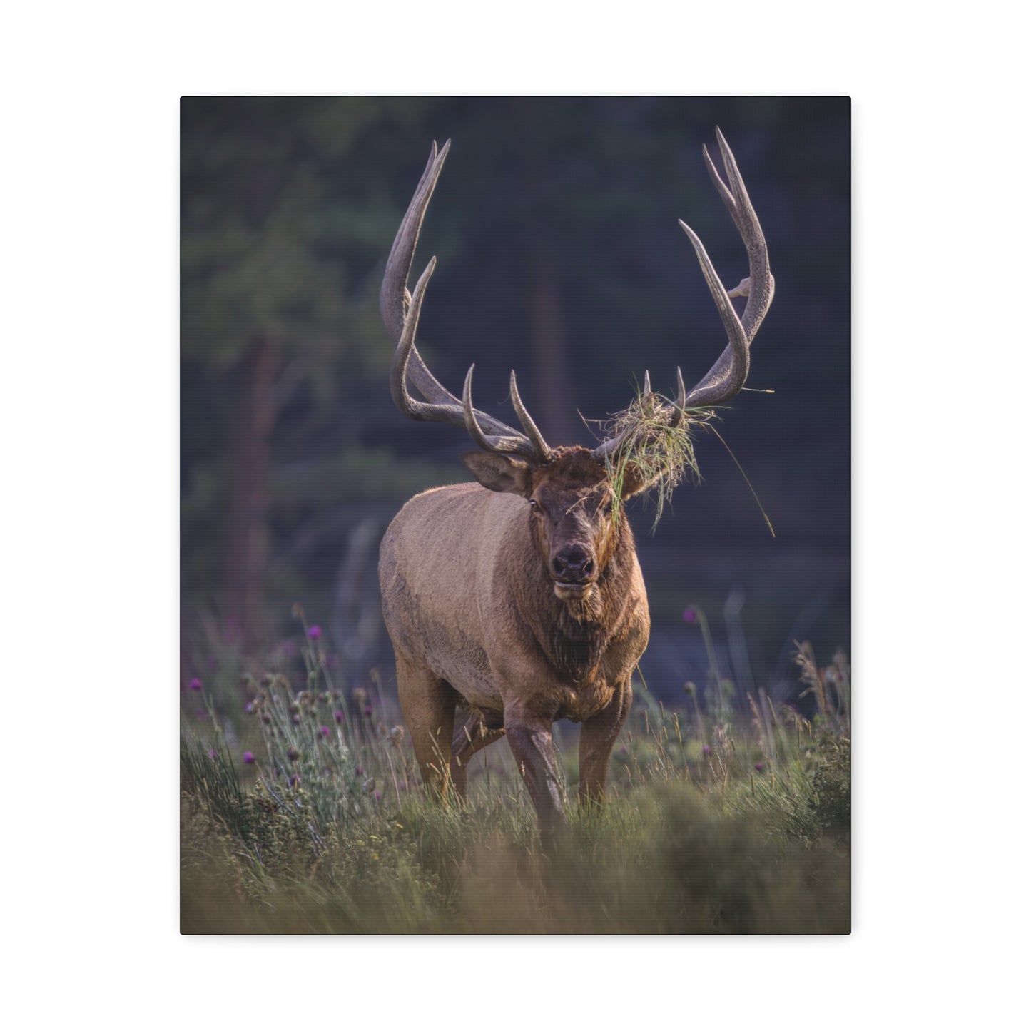 DECKED OUT BULL ELK STRETCHED CANVAS PRINT