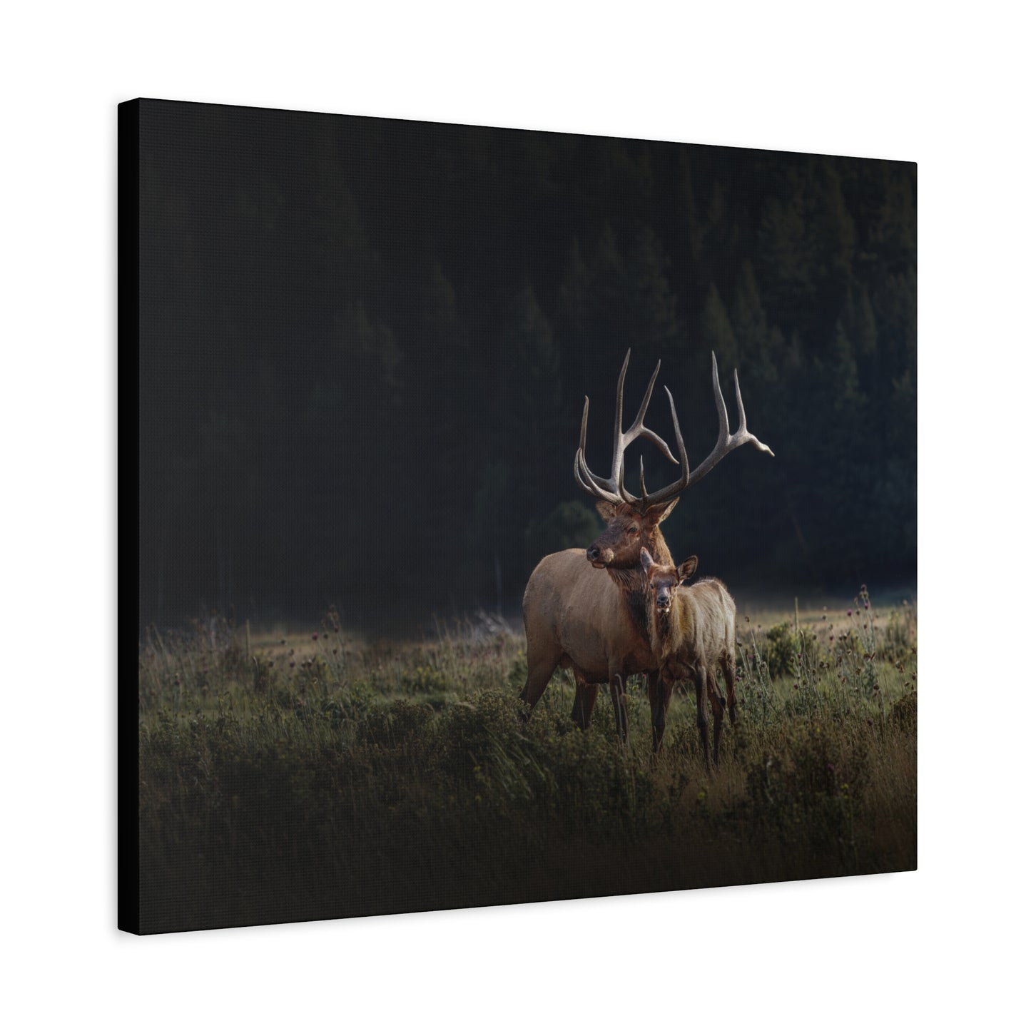GENERATIONS BULL ELK STRETCHED CANVAS PRINT