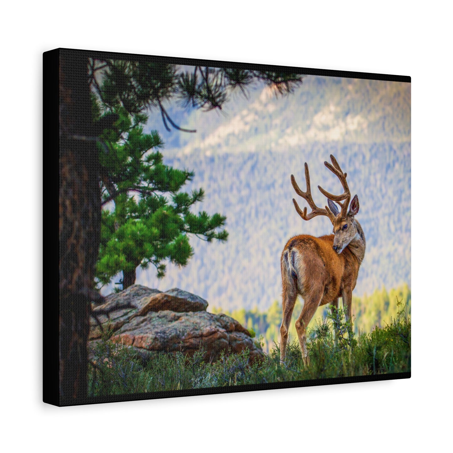 BACKDROP ITCH BUCK MULE DEER STRETCHED CANVAS PRINT