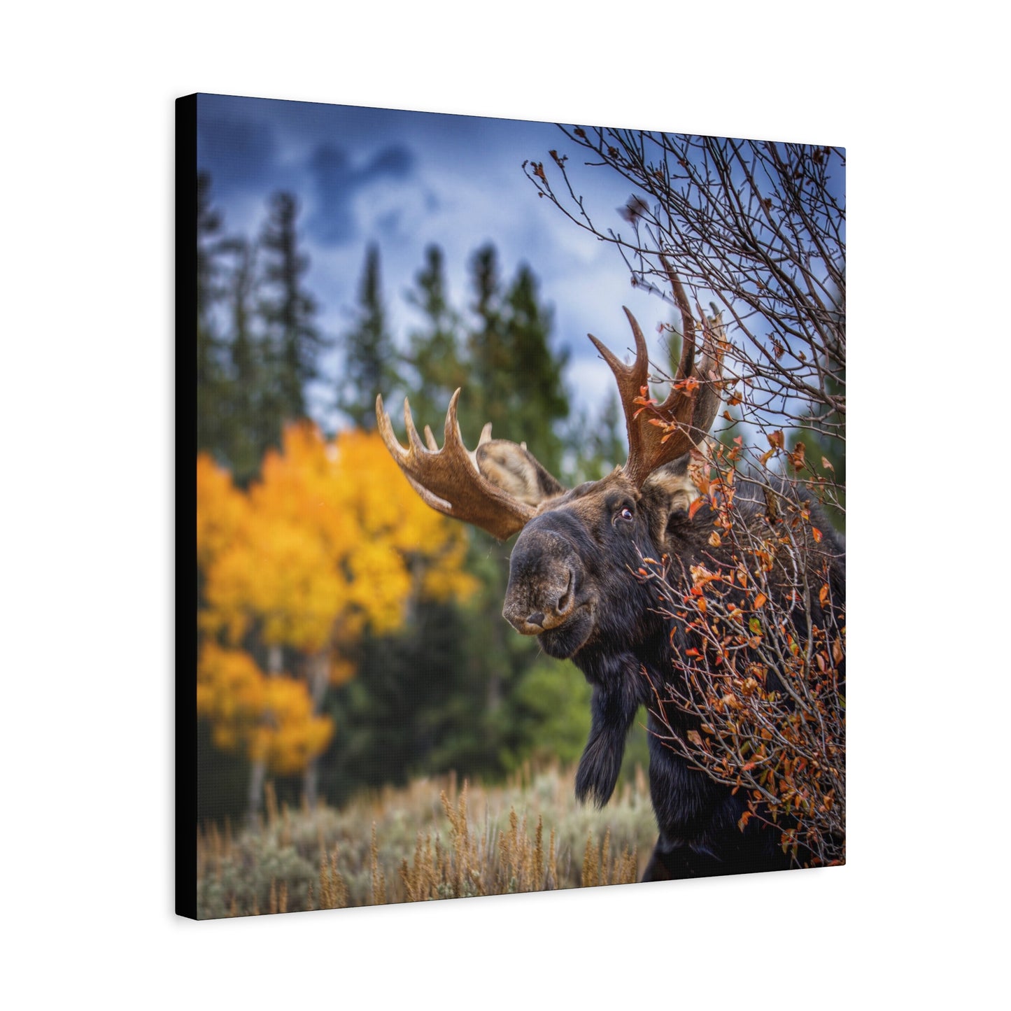 PEEKING BULL MOOSE STRETCHED CANVAS PRINT