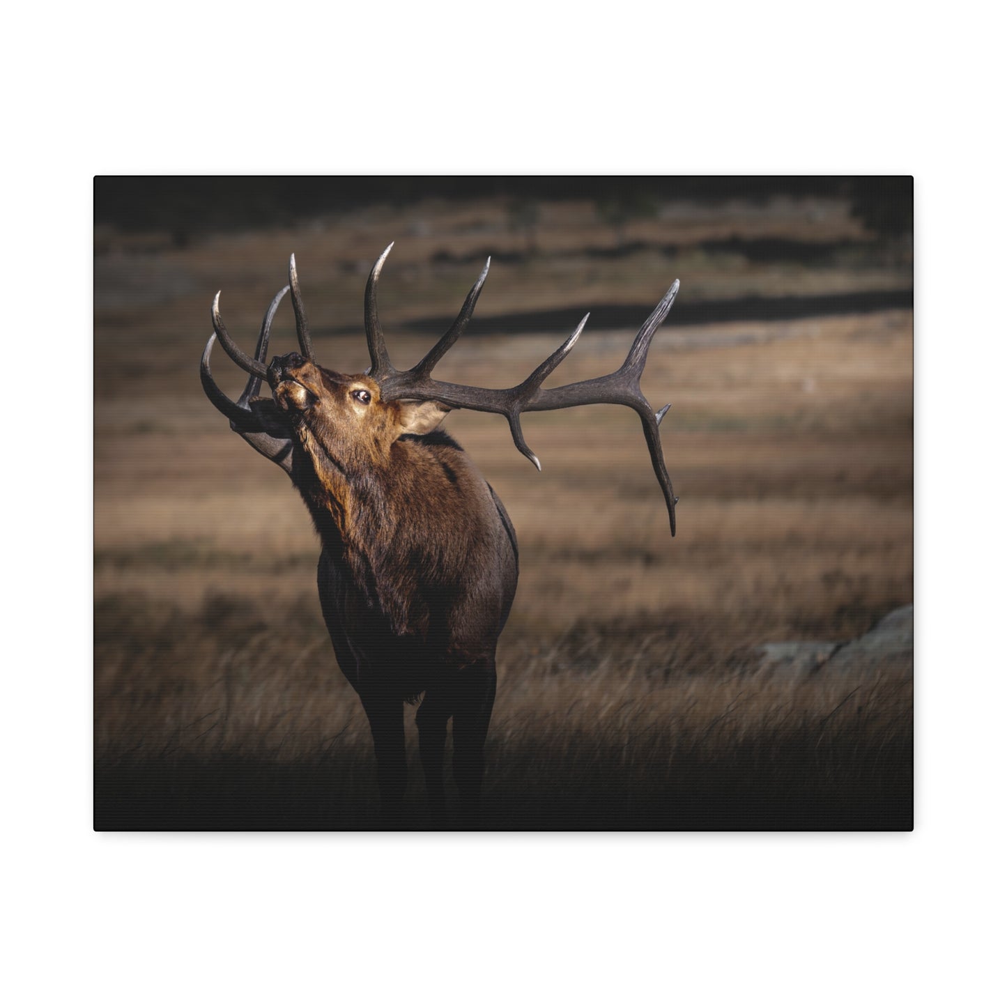 WILD SIDE BULL ELK STRETCHED CANVAS PRINT