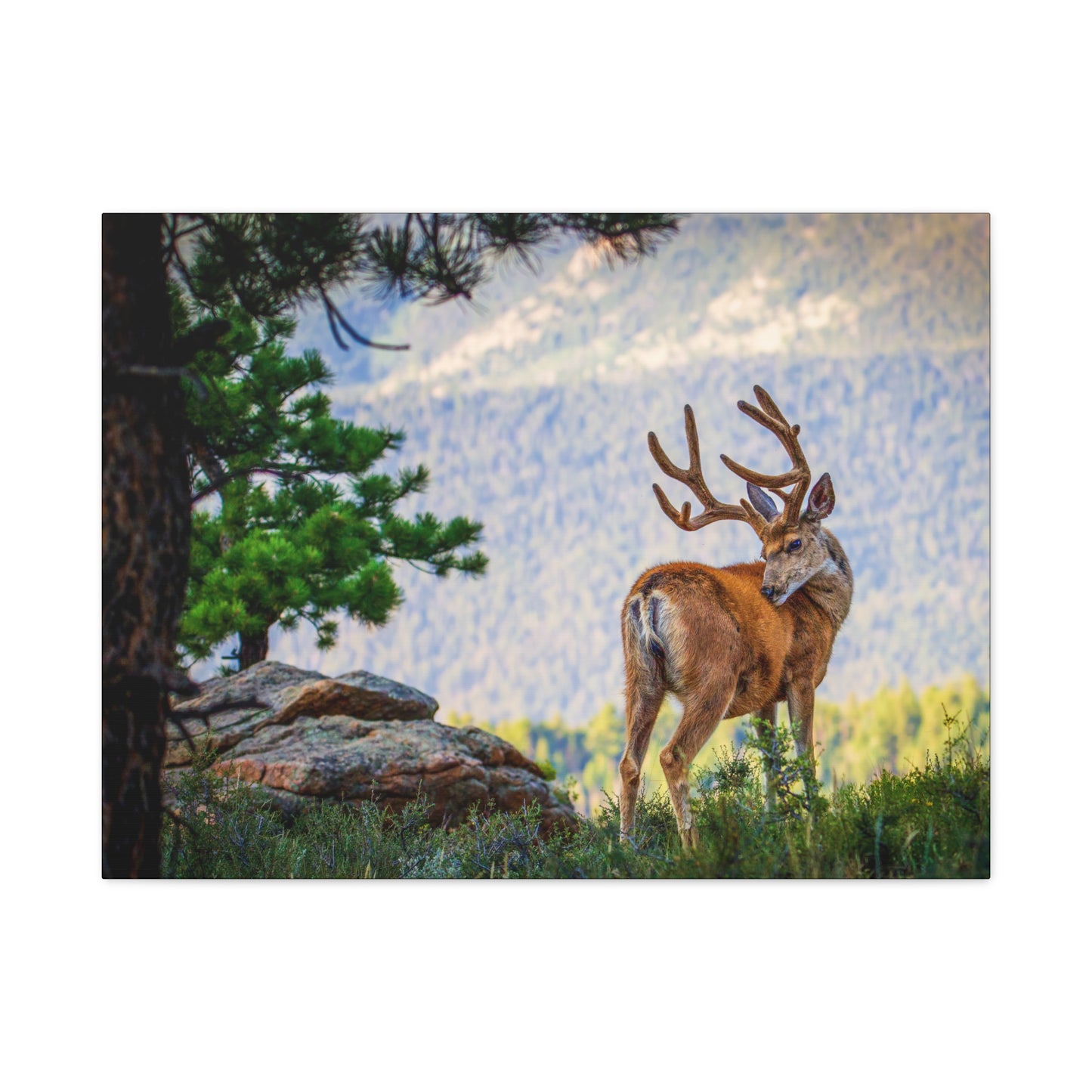 BACKDROP ITCH BUCK MULE DEER STRETCHED CANVAS PRINT