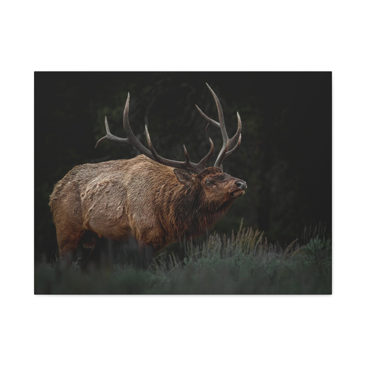 LOW LOOK BULL ELK STRETCHED CANVAS PRINT