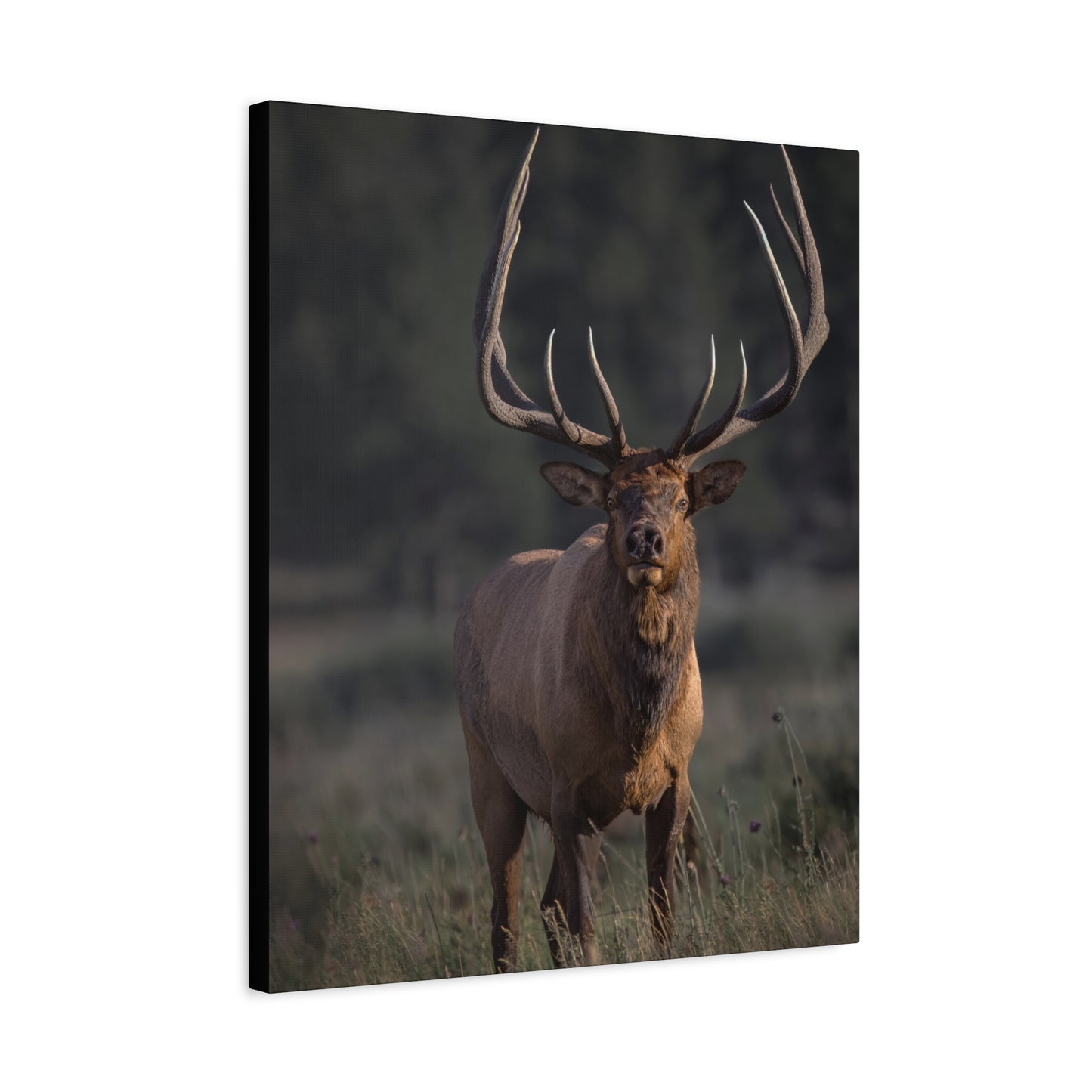 ATTENTION GETTER BULL ELK STRETCHED CANVAS PRINT