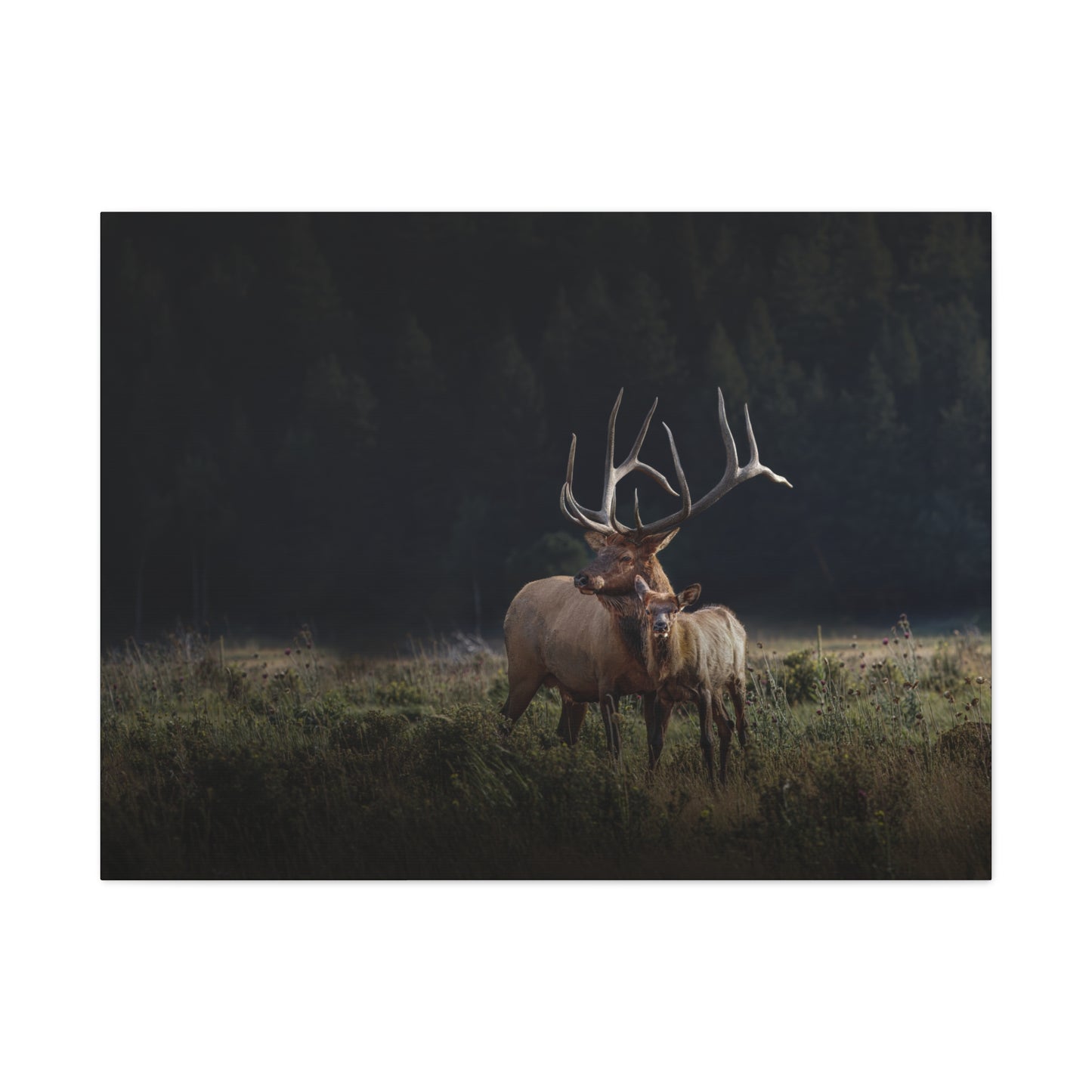 GENERATIONS BULL ELK STRETCHED CANVAS PRINT
