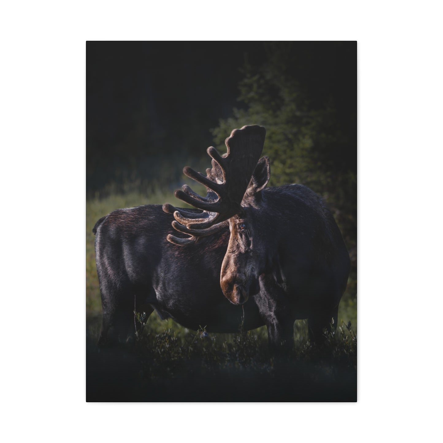 VELVET HIGHLIGHTS BULL MOOSE STRETCHED CANVAS PRINT