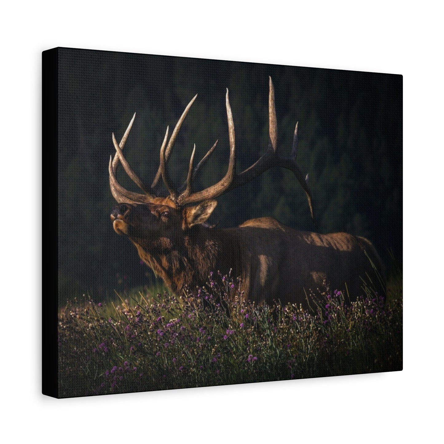FIRST LIGHT MONARCH BULL ELK STRETCHED CANVAS PRINT