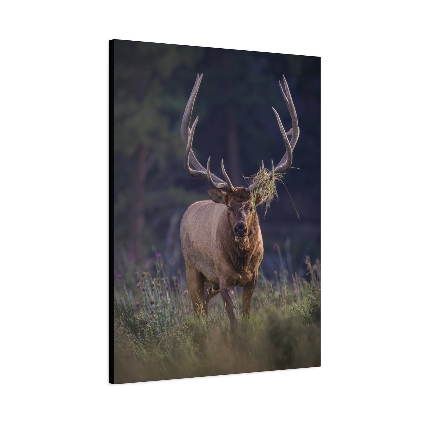 DECKED OUT BULL ELK STRETCHED CANVAS PRINT