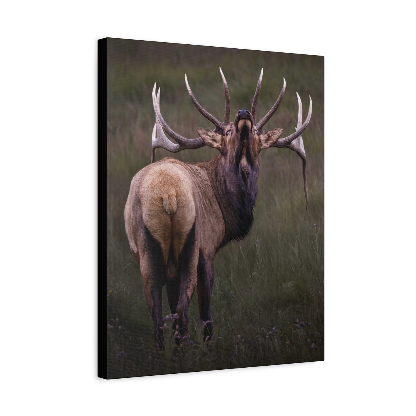 BEYOND BULL ELK STRETCHED CANVAS PRINT