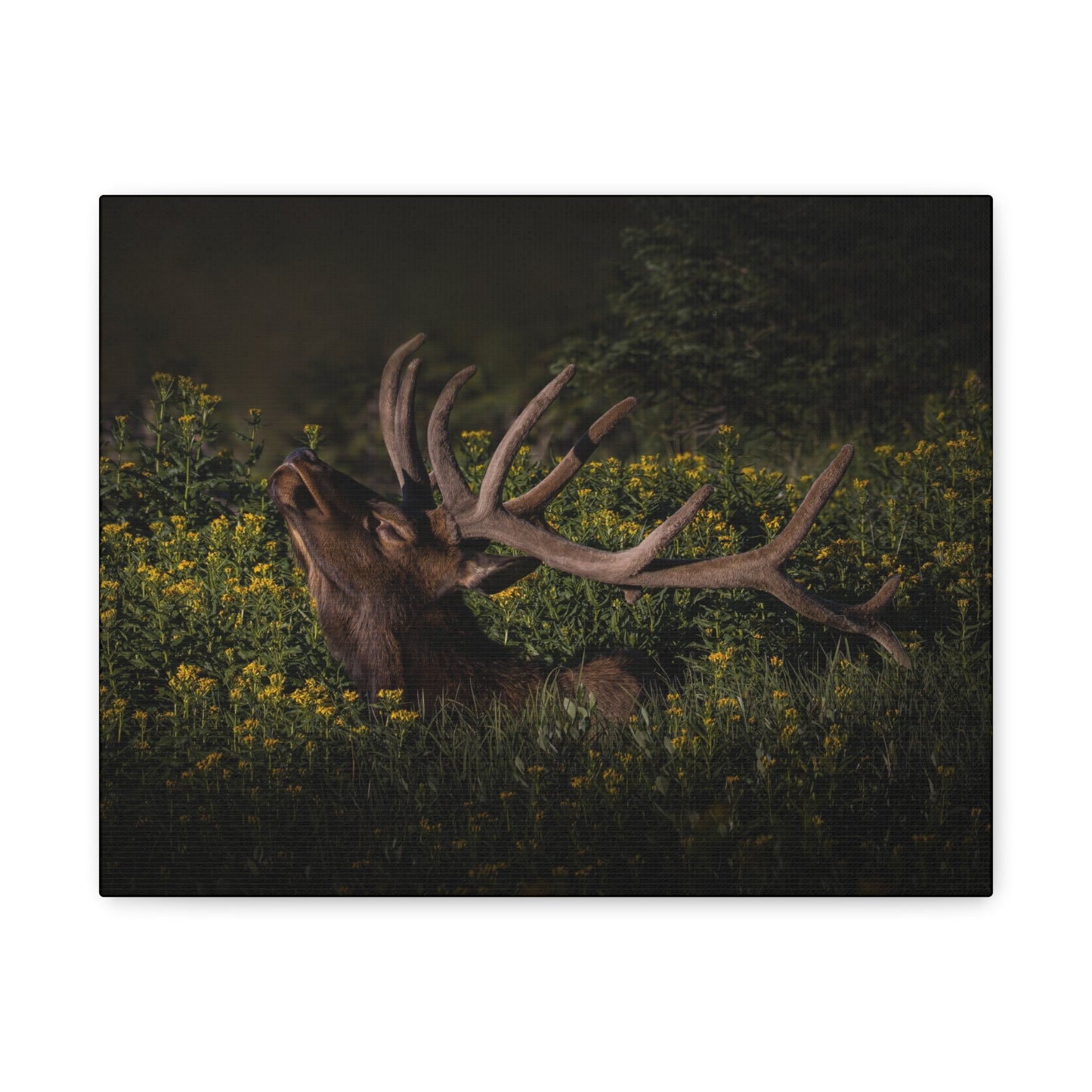 SUNFLOWER SUNBATH BULL ELK STRETCHED CANVAS PRINT