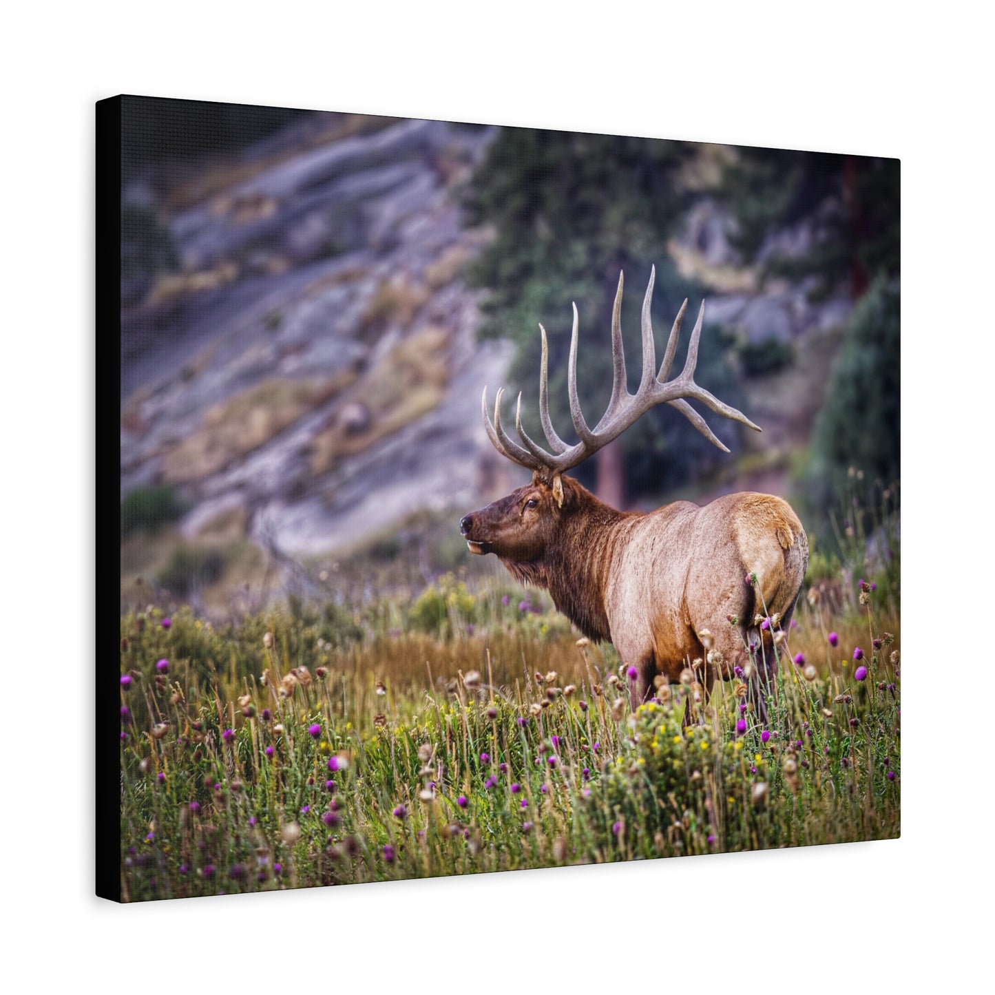 KING OF THE MEADOW BULL ELK STRETCHED CANVAS PRINT