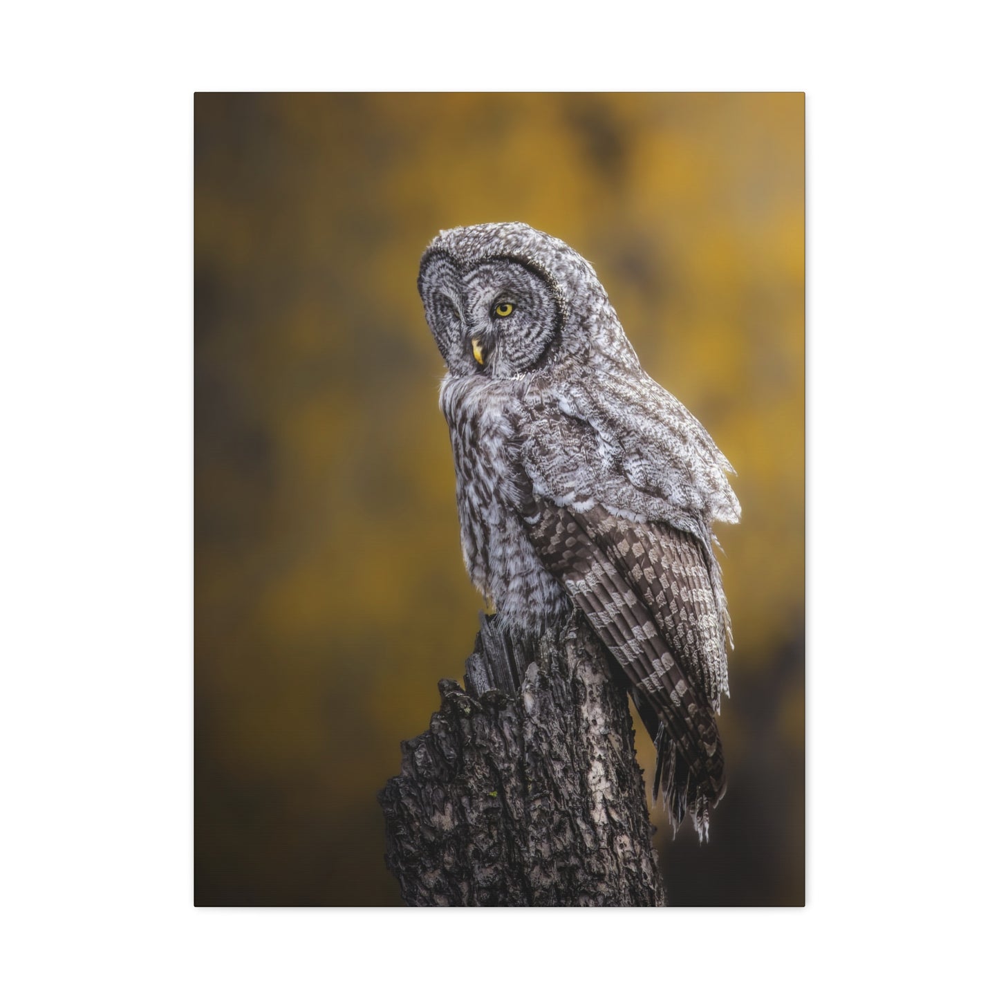 THOUGHTFUL GREAT GREY OWL STRETCHED CANVAS PRINT