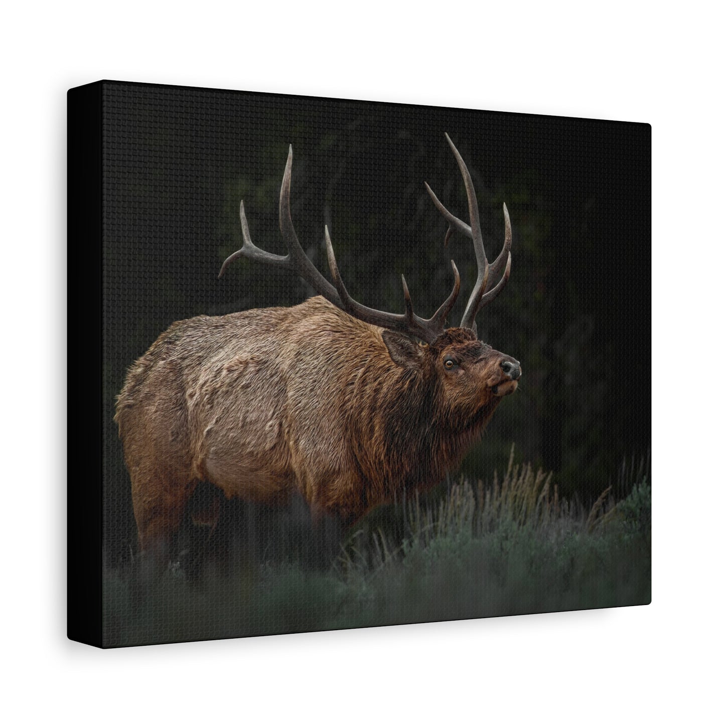 LOW LOOK BULL ELK STRETCHED CANVAS PRINT