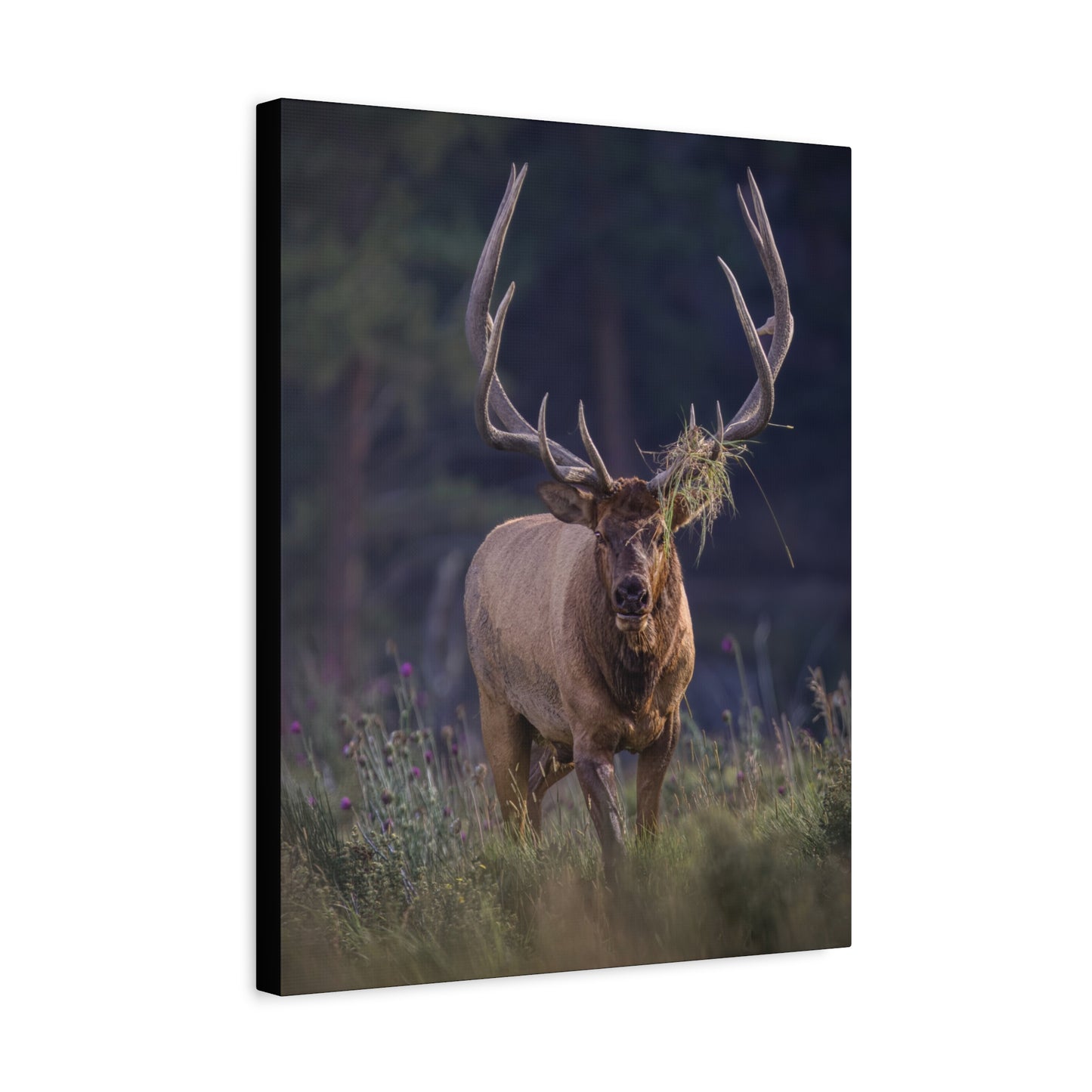 DECKED OUT BULL ELK STRETCHED CANVAS PRINT