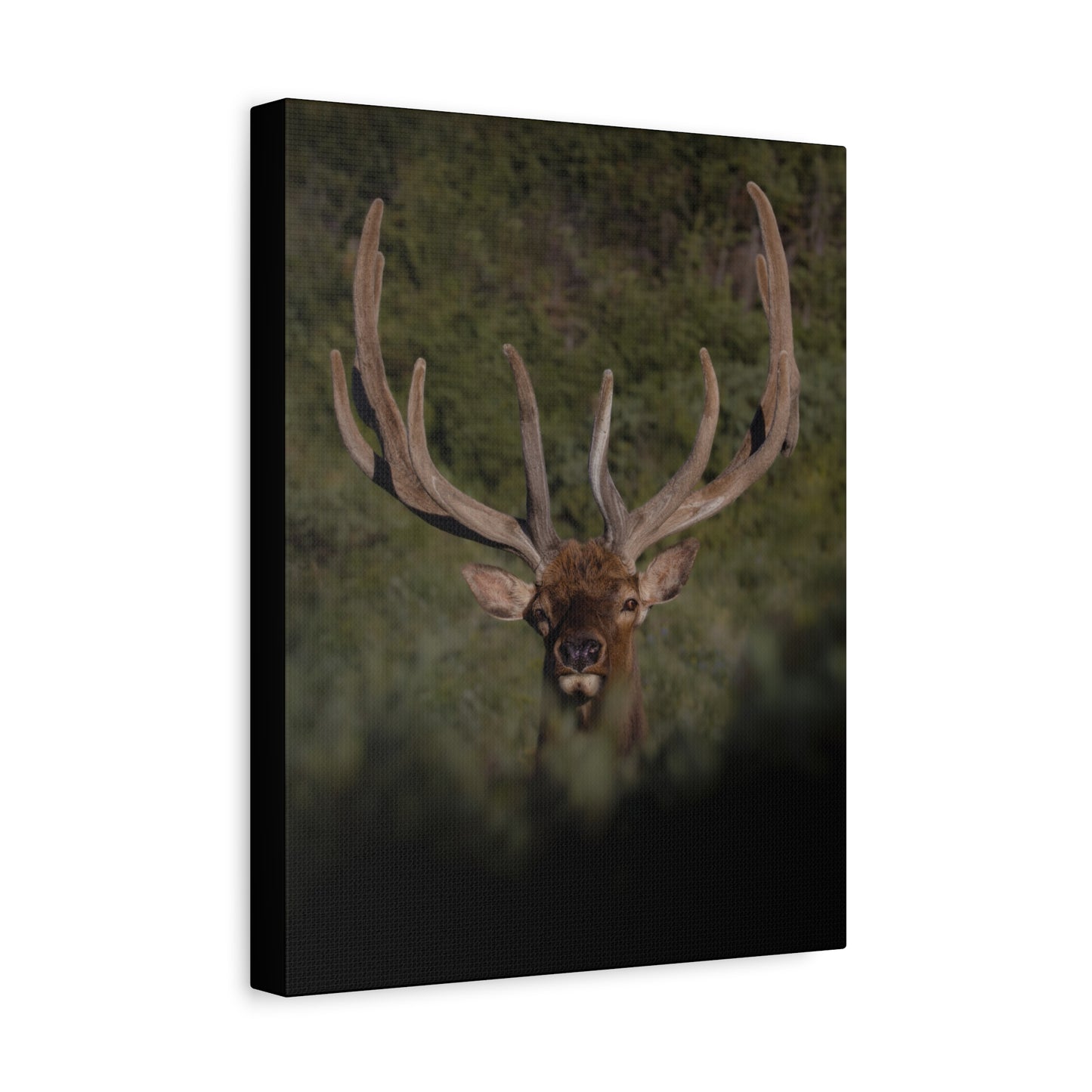 VELVET SURPRISE BULL ELK STRETCHED CANVAS PRINT