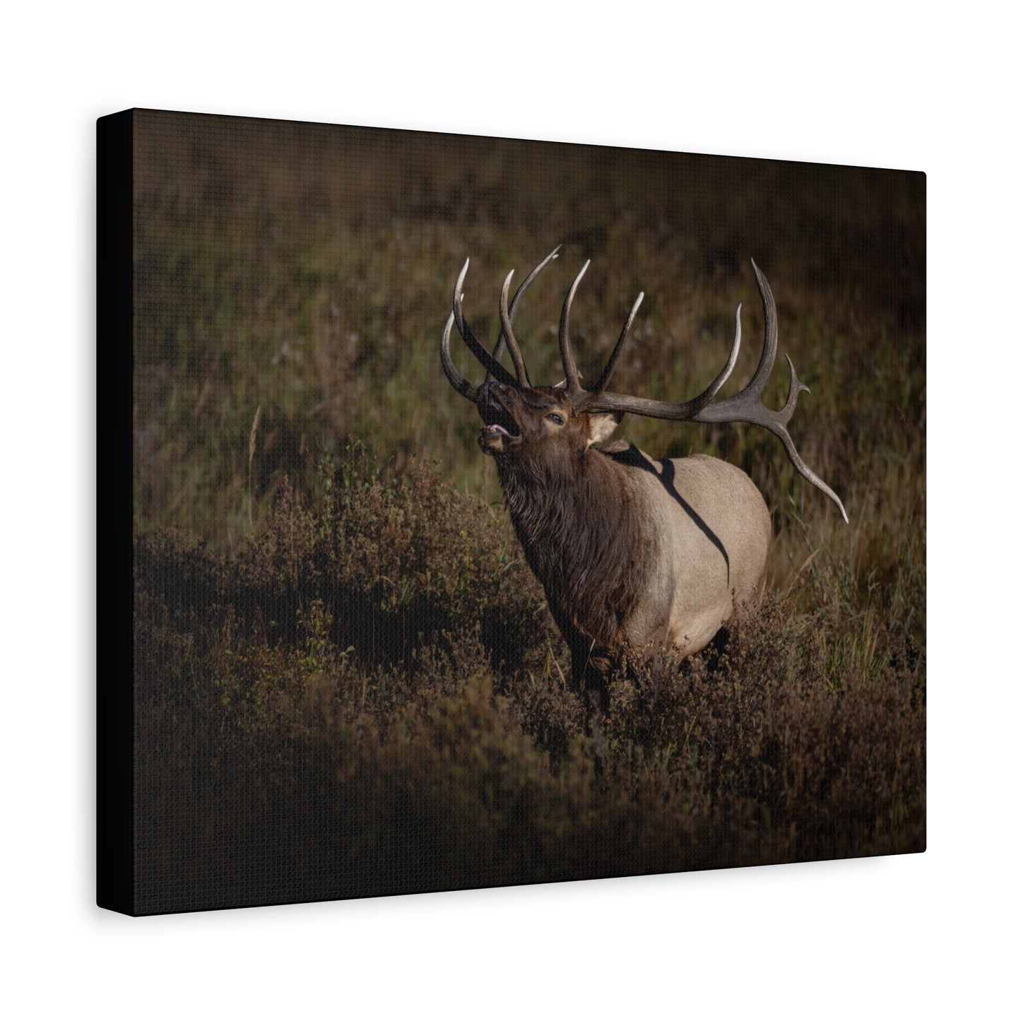 SPLIT DECISION BULL ELK STRETCHED CANVAS PRINT