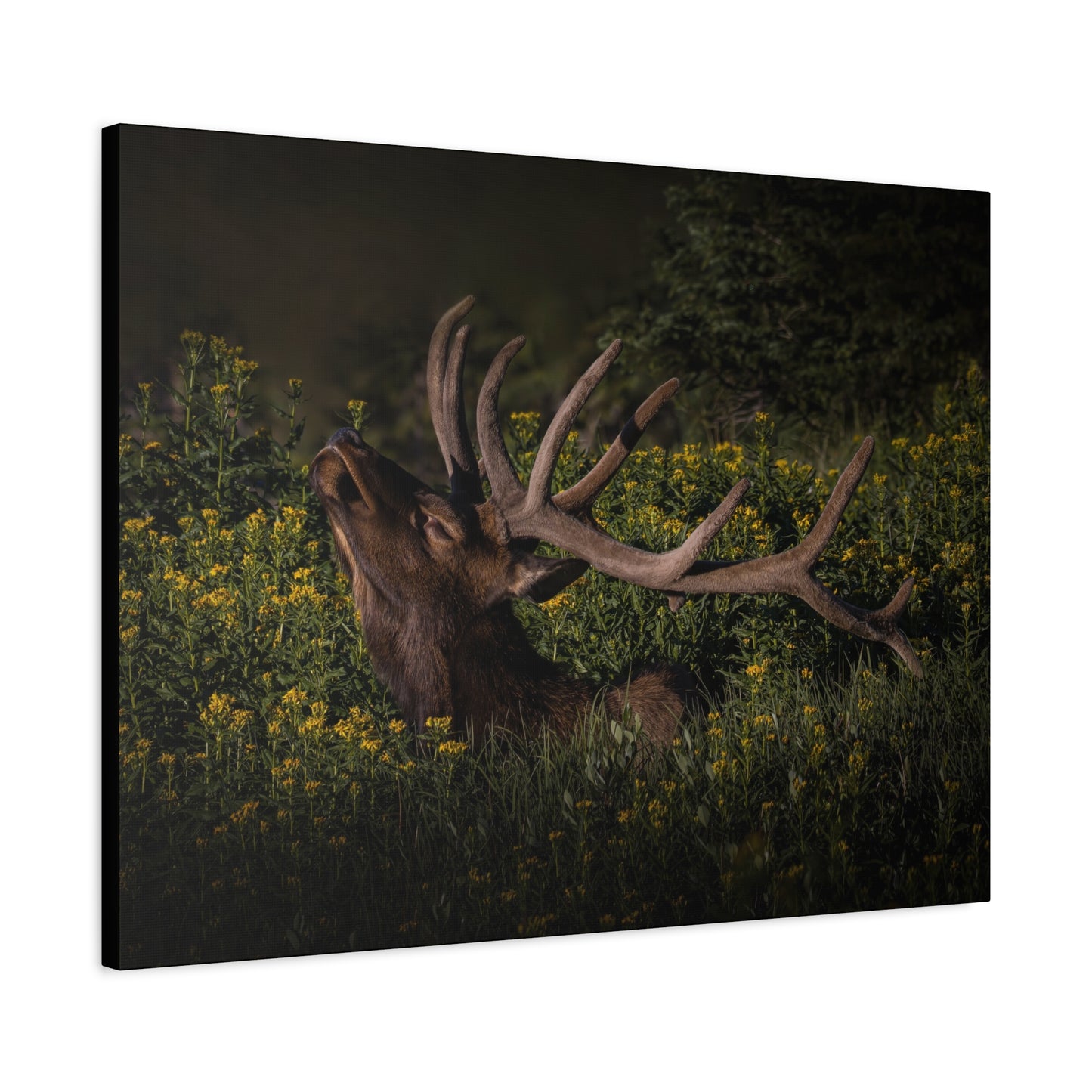 SUNFLOWER SUNBATH BULL ELK STRETCHED CANVAS PRINT