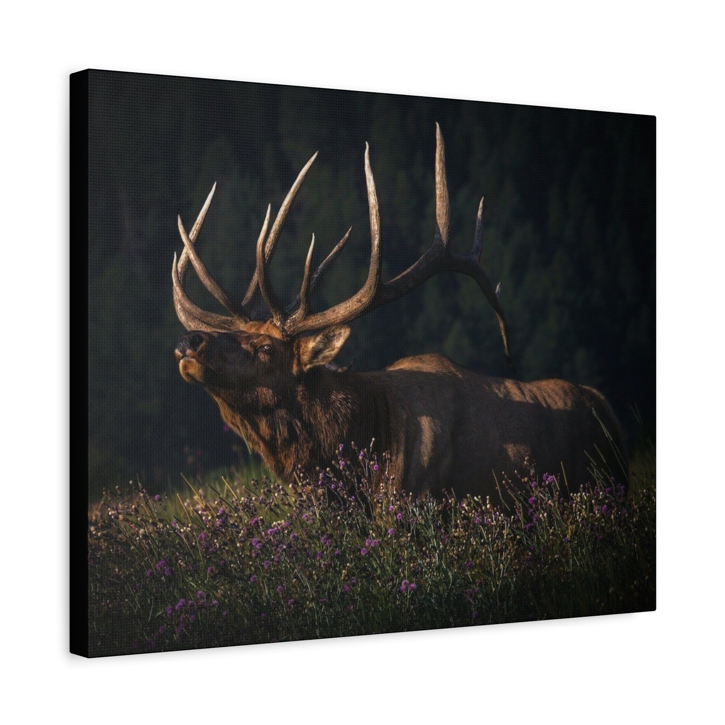 FIRST LIGHT MONARCH BULL ELK STRETCHED CANVAS PRINT