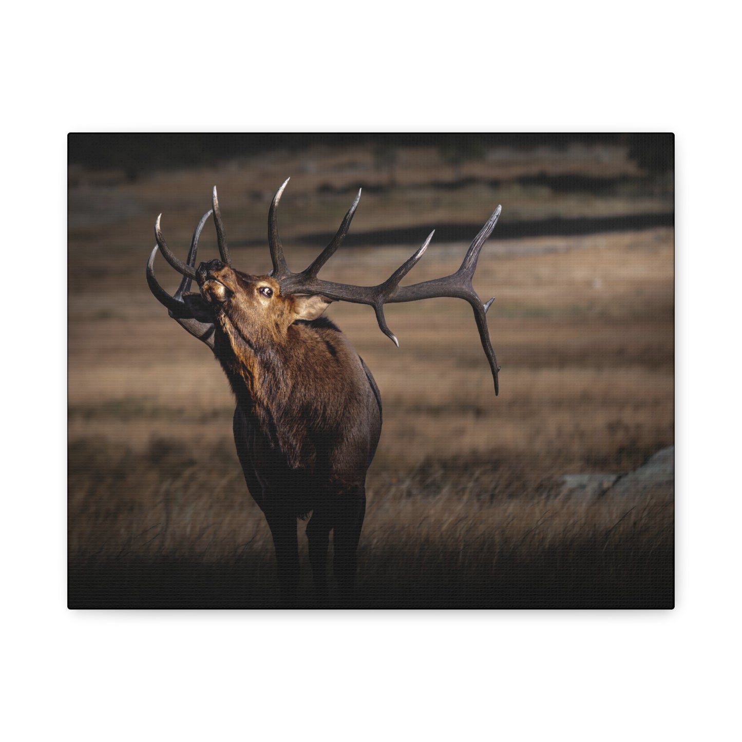 WILD SIDE BULL ELK STRETCHED CANVAS PRINT