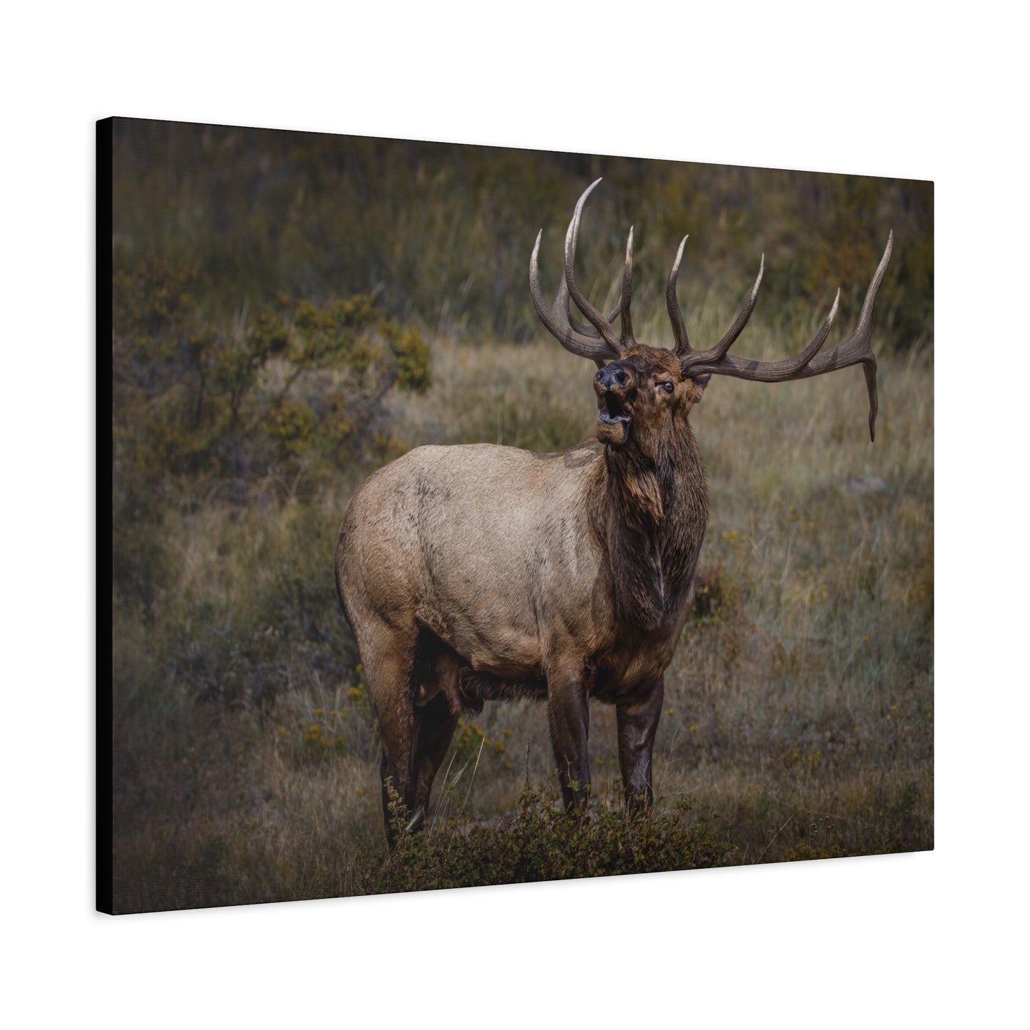 BEAMER BULL ELK STRETCHED CANVAS PRINT