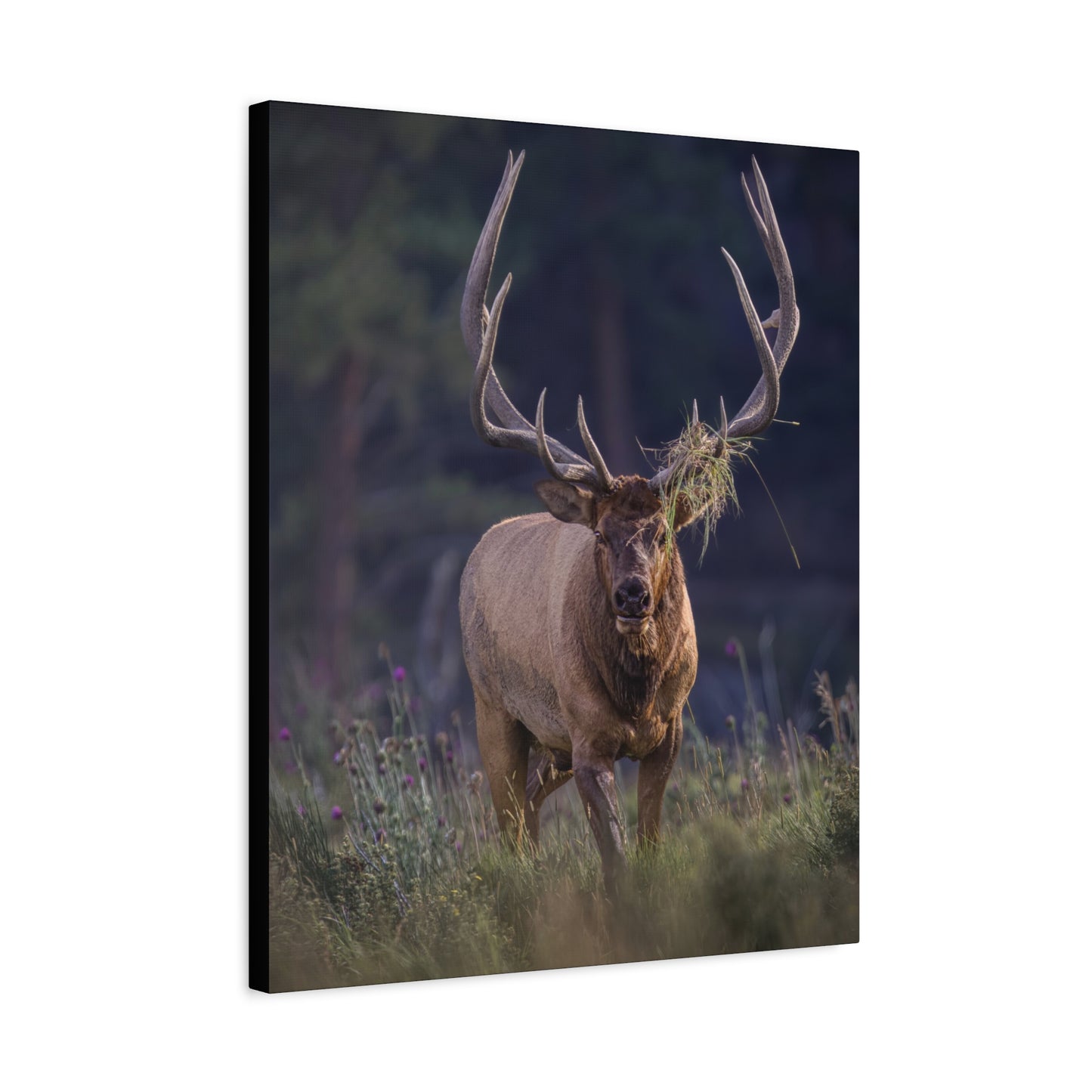 DECKED OUT BULL ELK STRETCHED CANVAS PRINT