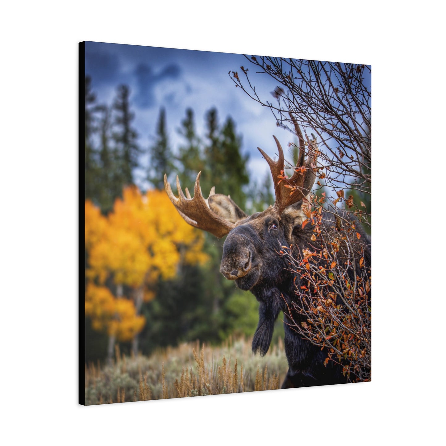 PEEKING BULL MOOSE STRETCHED CANVAS PRINT