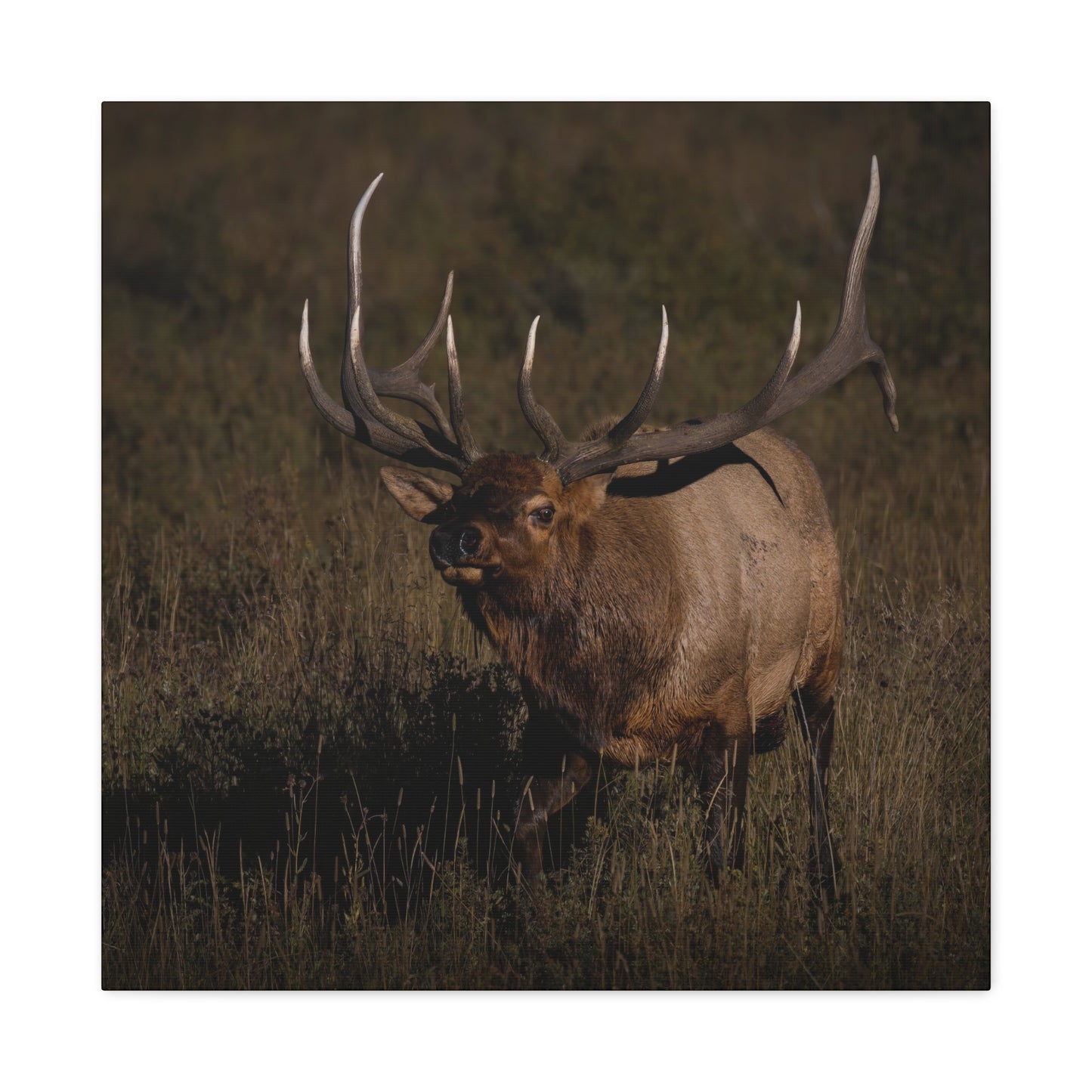 LAID BACK BULL ELK STRETCHED CANVAS PRINT