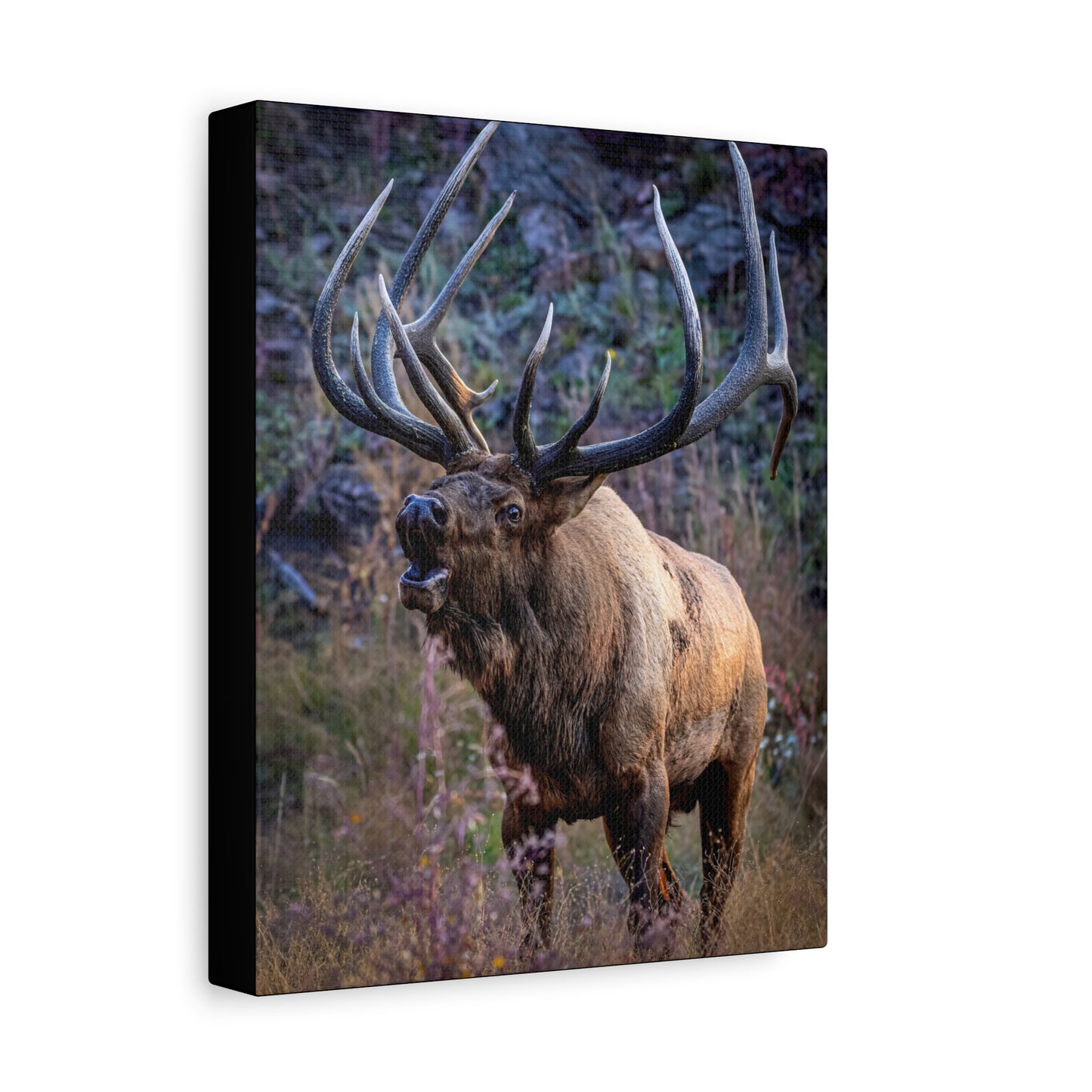 FALL INTENSITY BULL ELK STRETCHED CANVAS PRINT