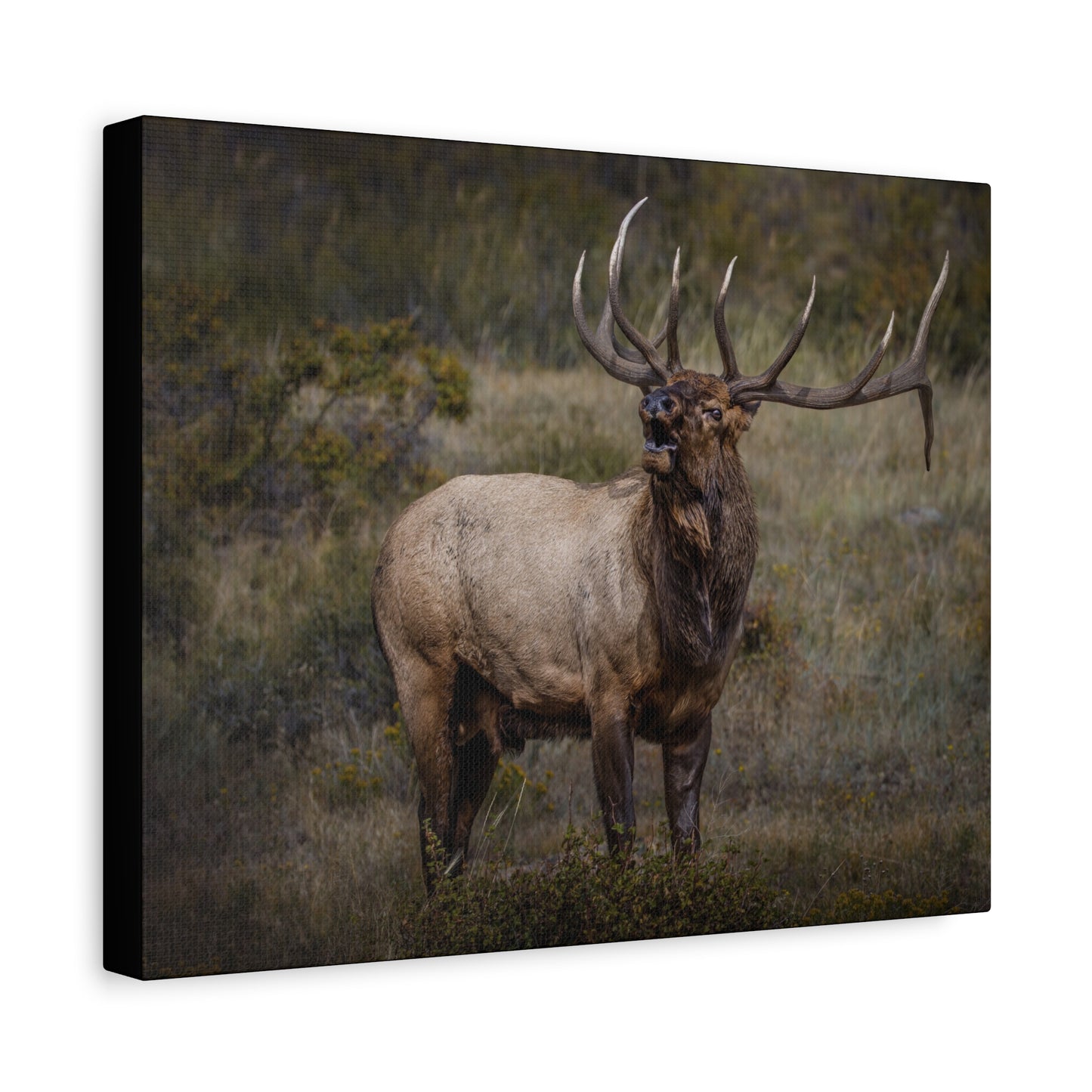 BEAMER BULL ELK STRETCHED CANVAS PRINT