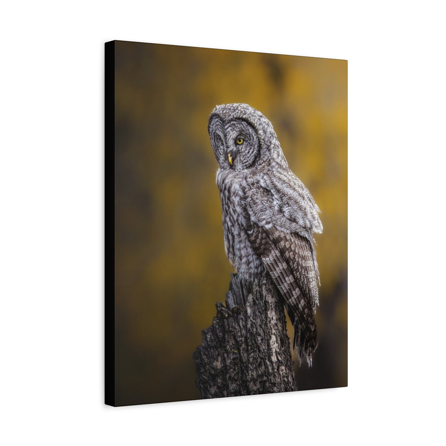 THOUGHTFUL GREAT GREY OWL STRETCHED CANVAS PRINT