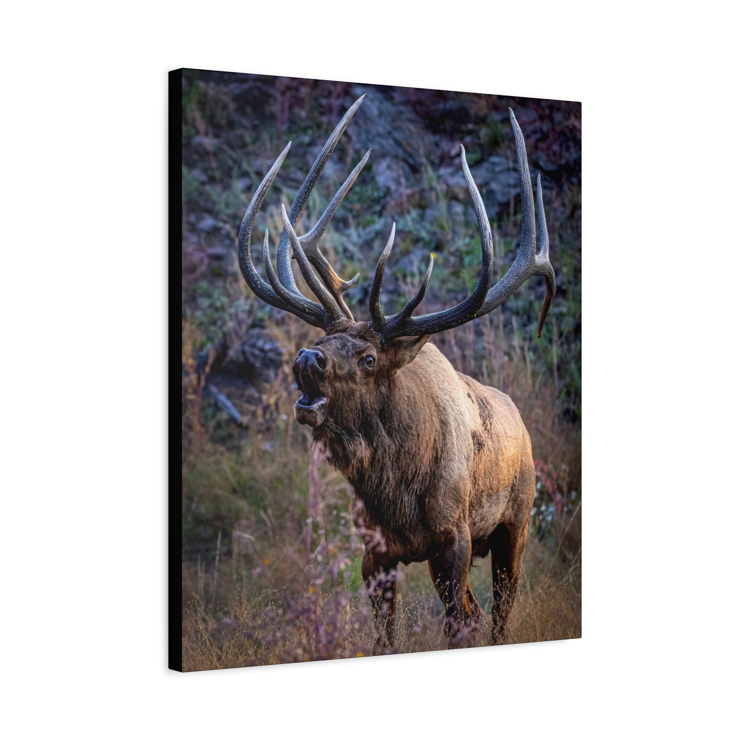 FALL INTENSITY BULL ELK STRETCHED CANVAS PRINT