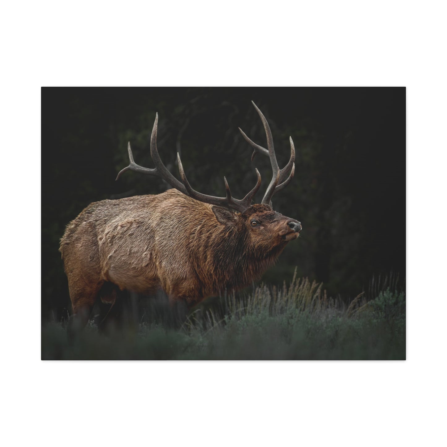 LOW LOOK BULL ELK STRETCHED CANVAS PRINT