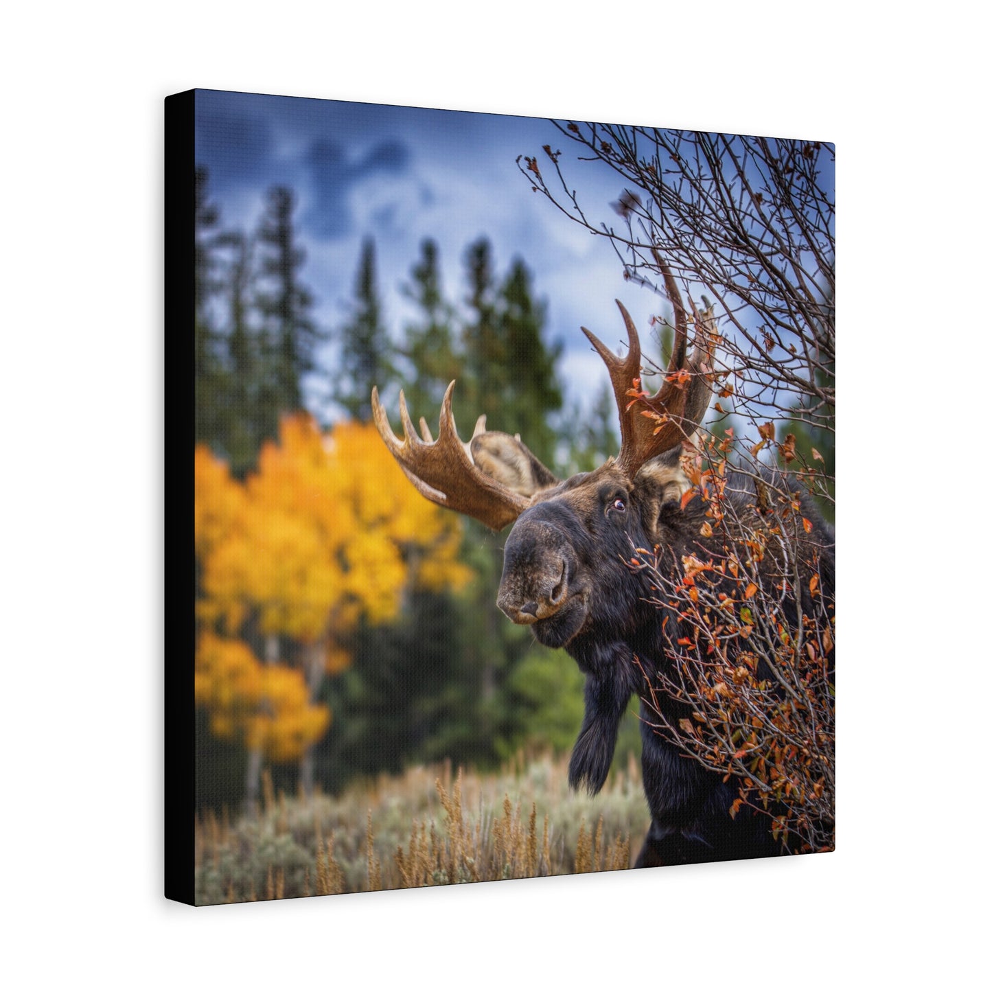 PEEKING BULL MOOSE STRETCHED CANVAS PRINT