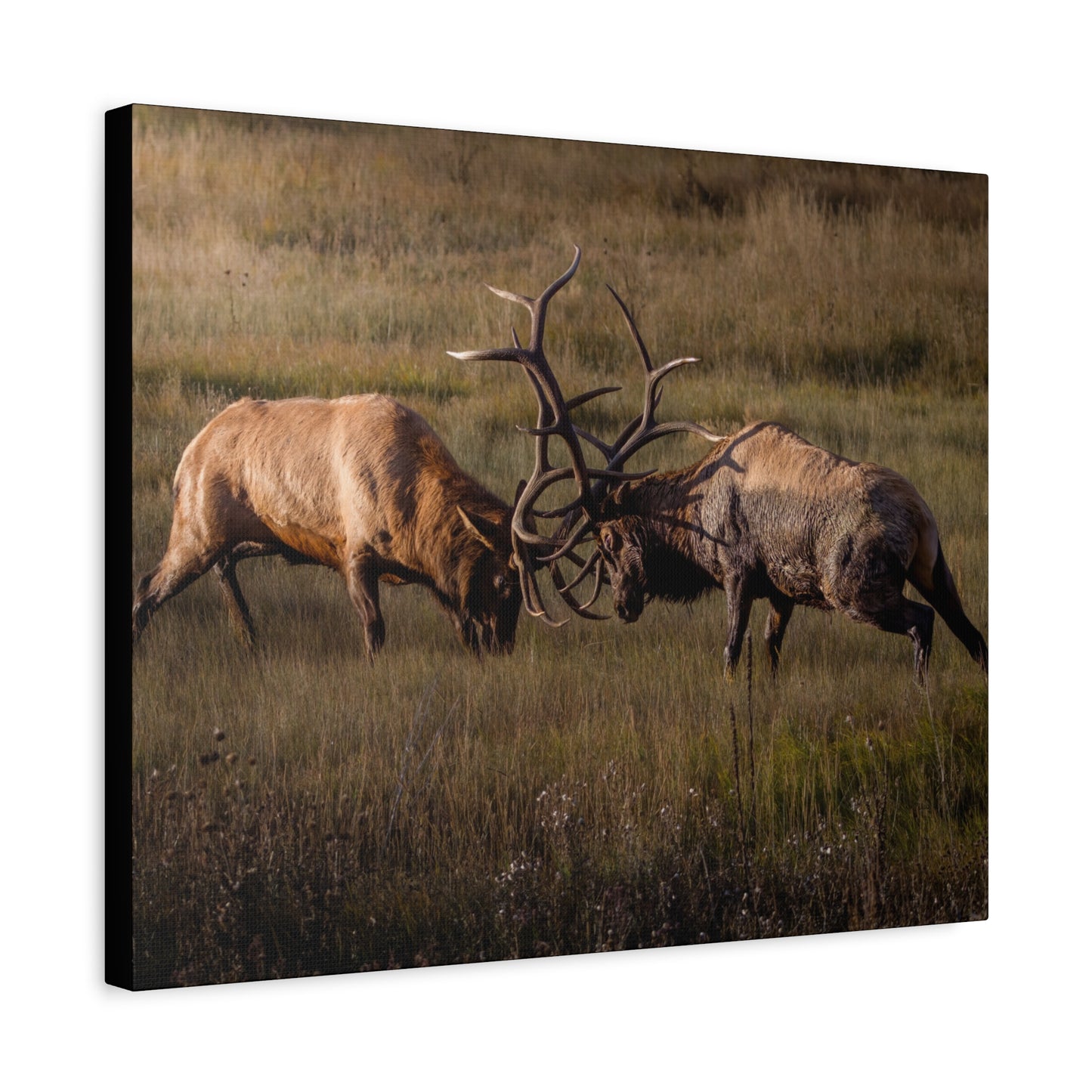 LOCKED IN LIGHT BULL ELK STRETCHED CANVAS PRINT