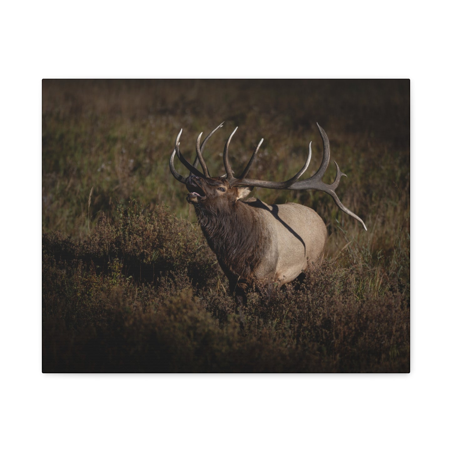 SPLIT DECISION BULL ELK STRETCHED CANVAS PRINT