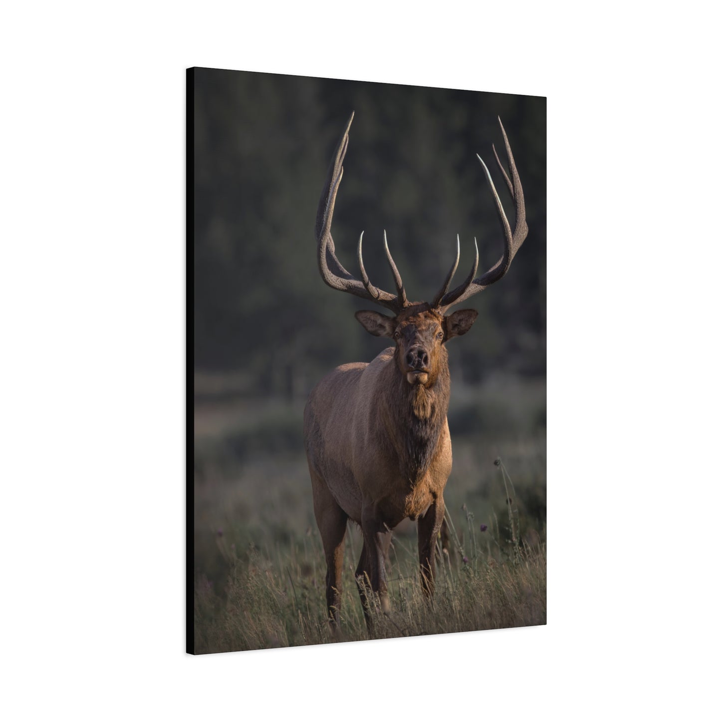 ATTENTION GETTER BULL ELK STRETCHED CANVAS PRINT