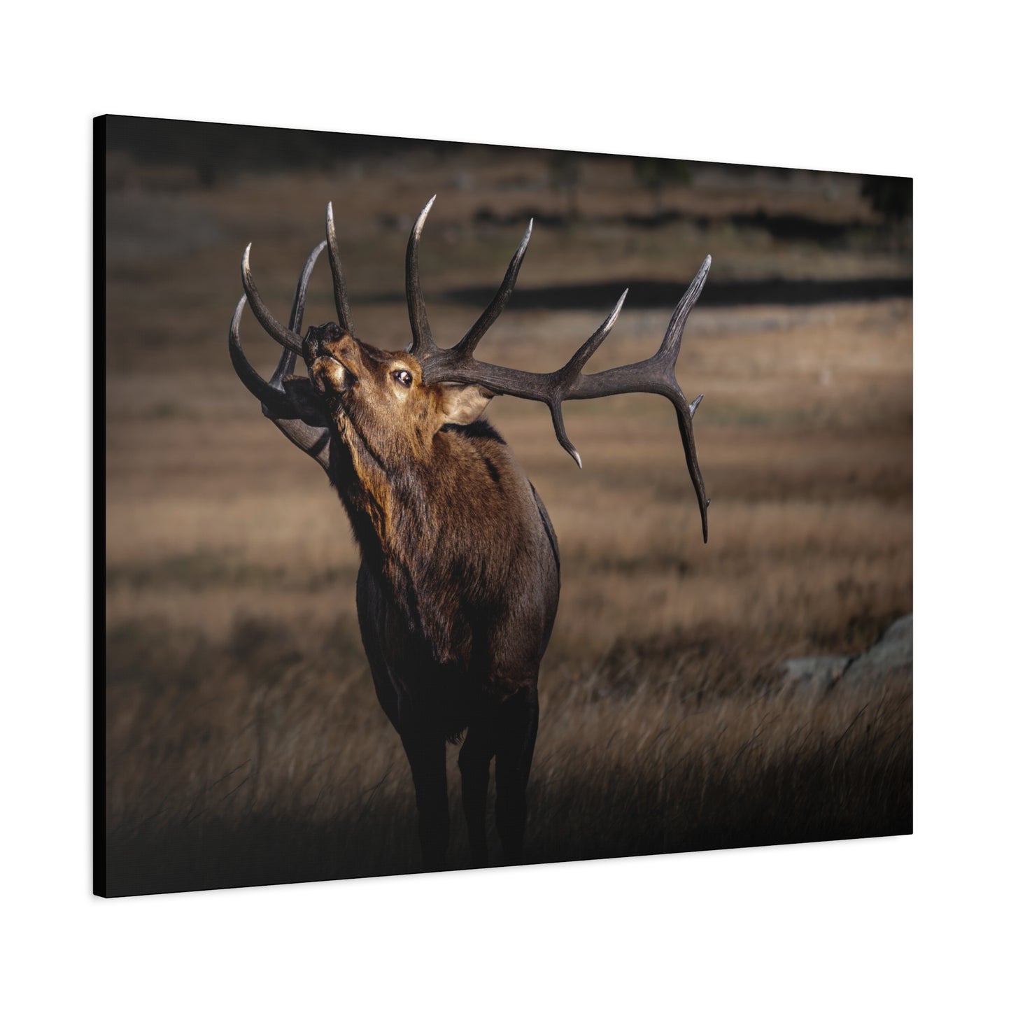 WILD SIDE BULL ELK STRETCHED CANVAS PRINT