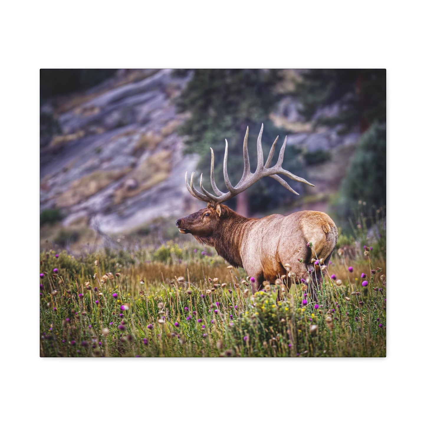 KING OF THE MEADOW BULL ELK STRETCHED CANVAS PRINT