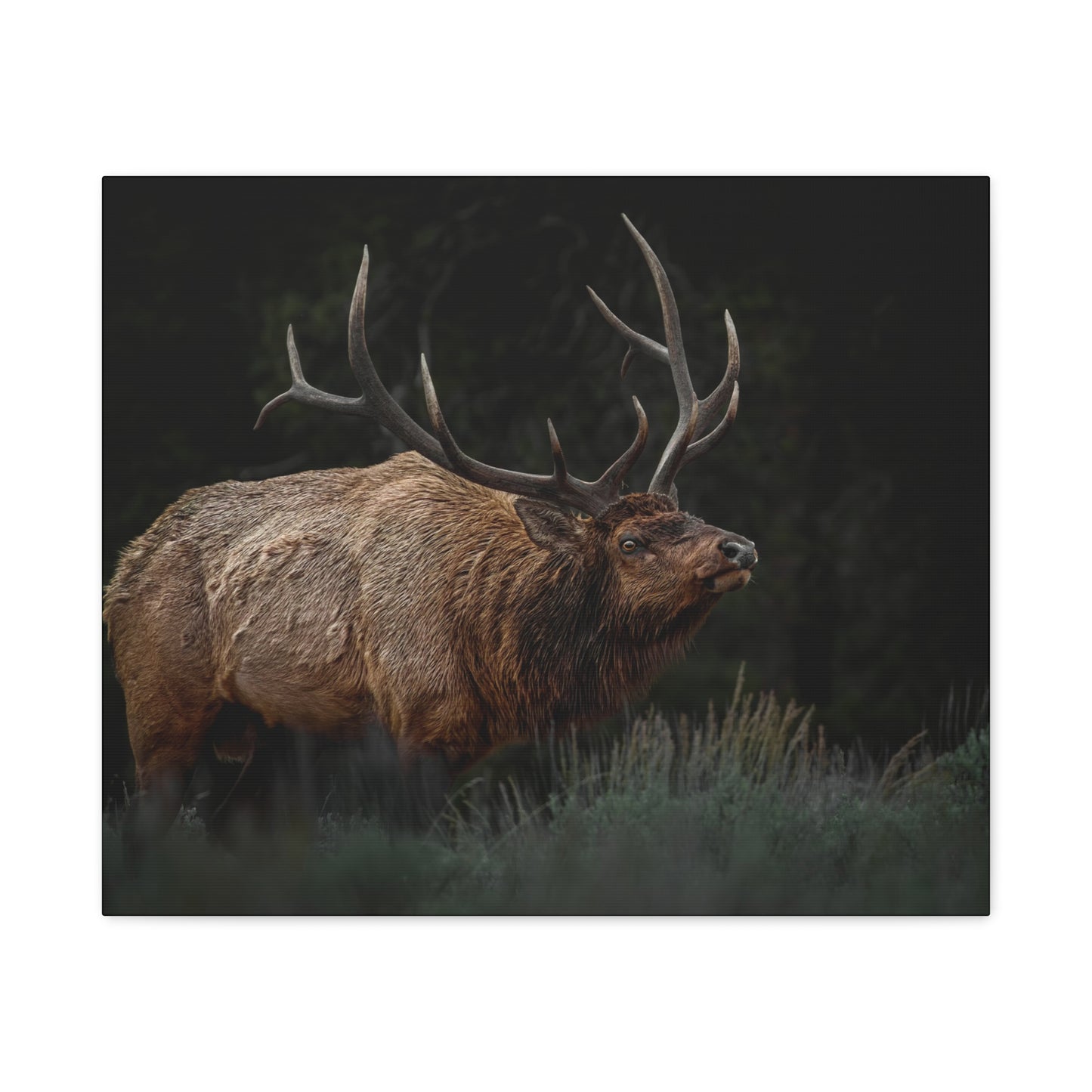 LOW LOOK BULL ELK STRETCHED CANVAS PRINT