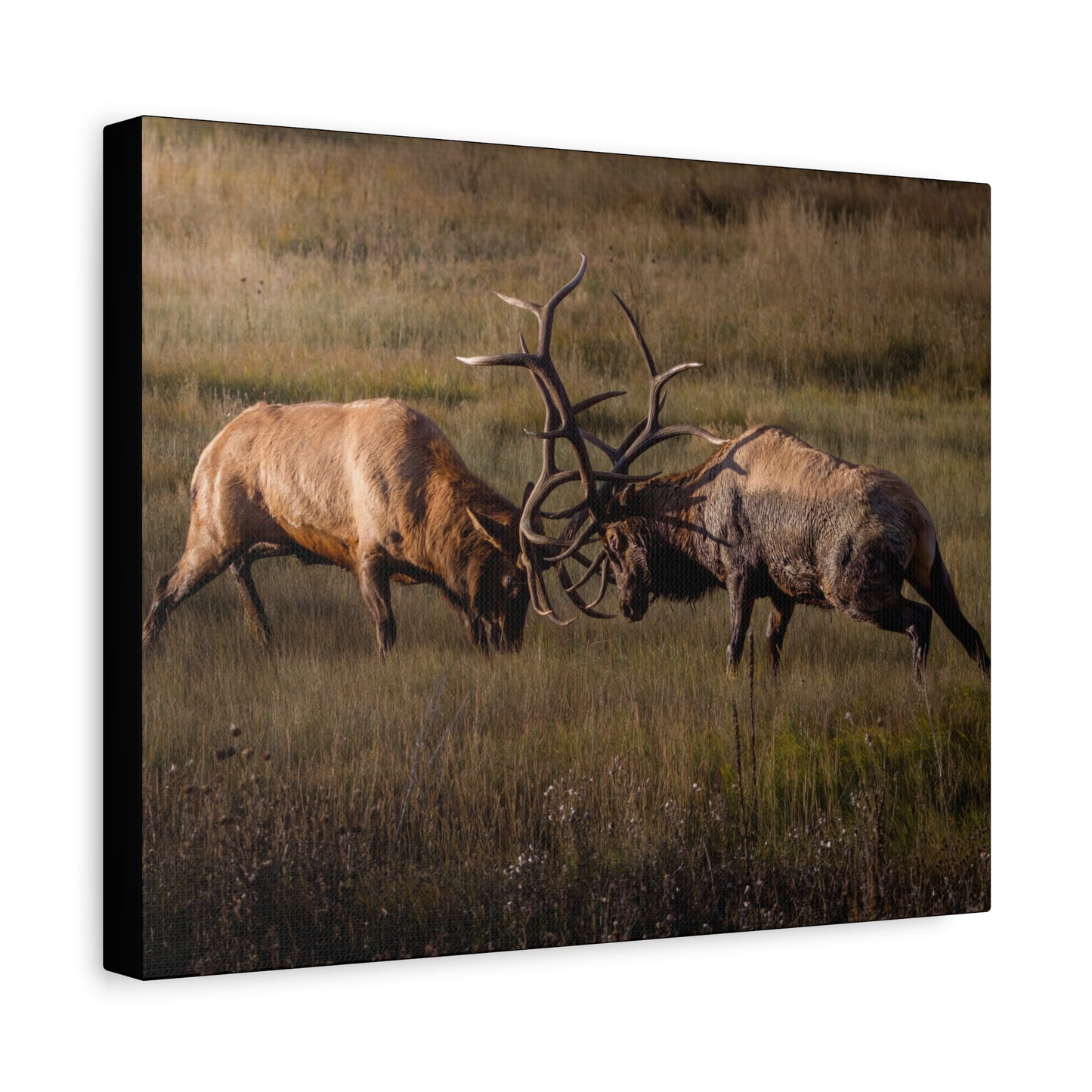 LOCKED IN LIGHT BULL ELK STRETCHED CANVAS PRINT