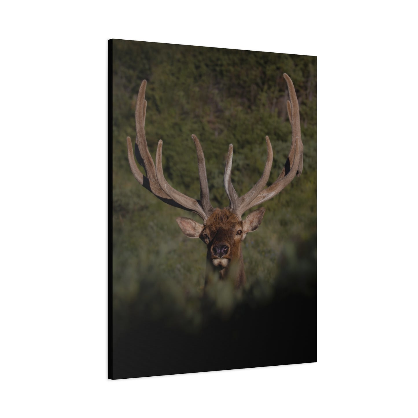 VELVET SURPRISE BULL ELK STRETCHED CANVAS PRINT