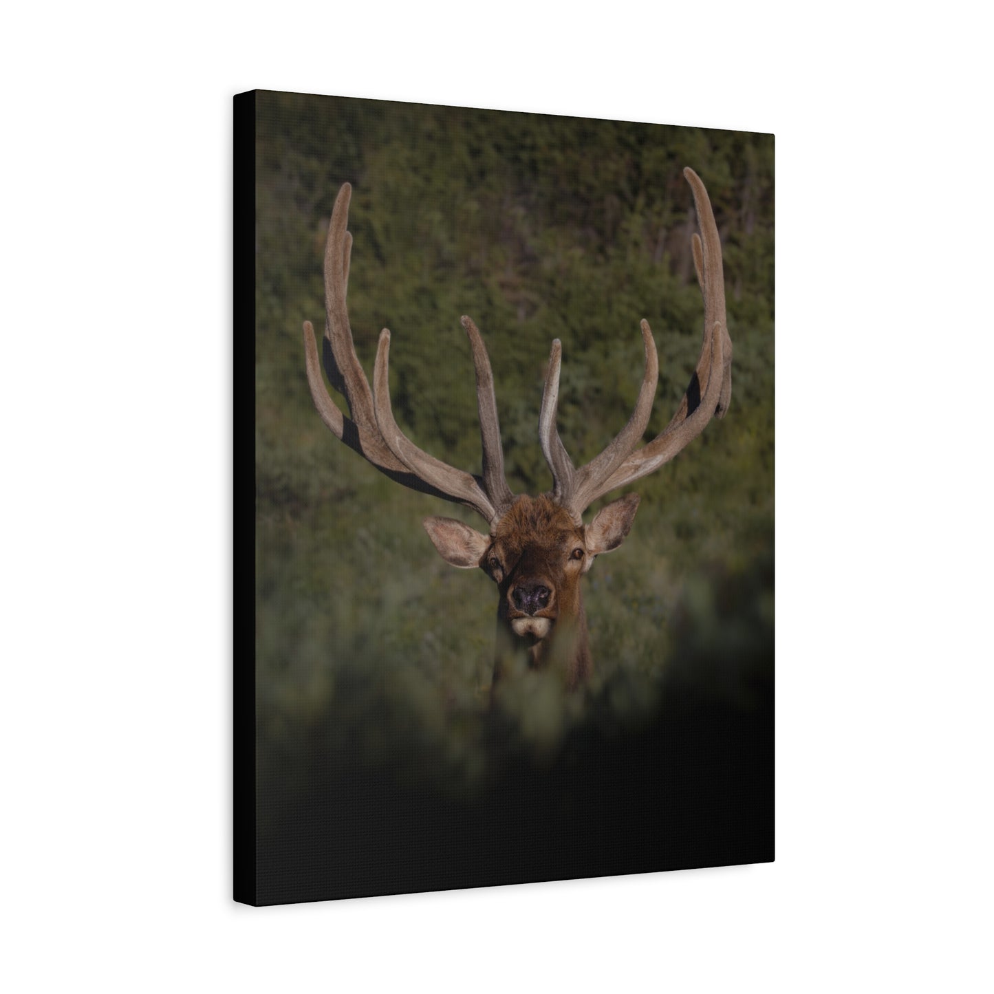 VELVET SURPRISE BULL ELK STRETCHED CANVAS PRINT